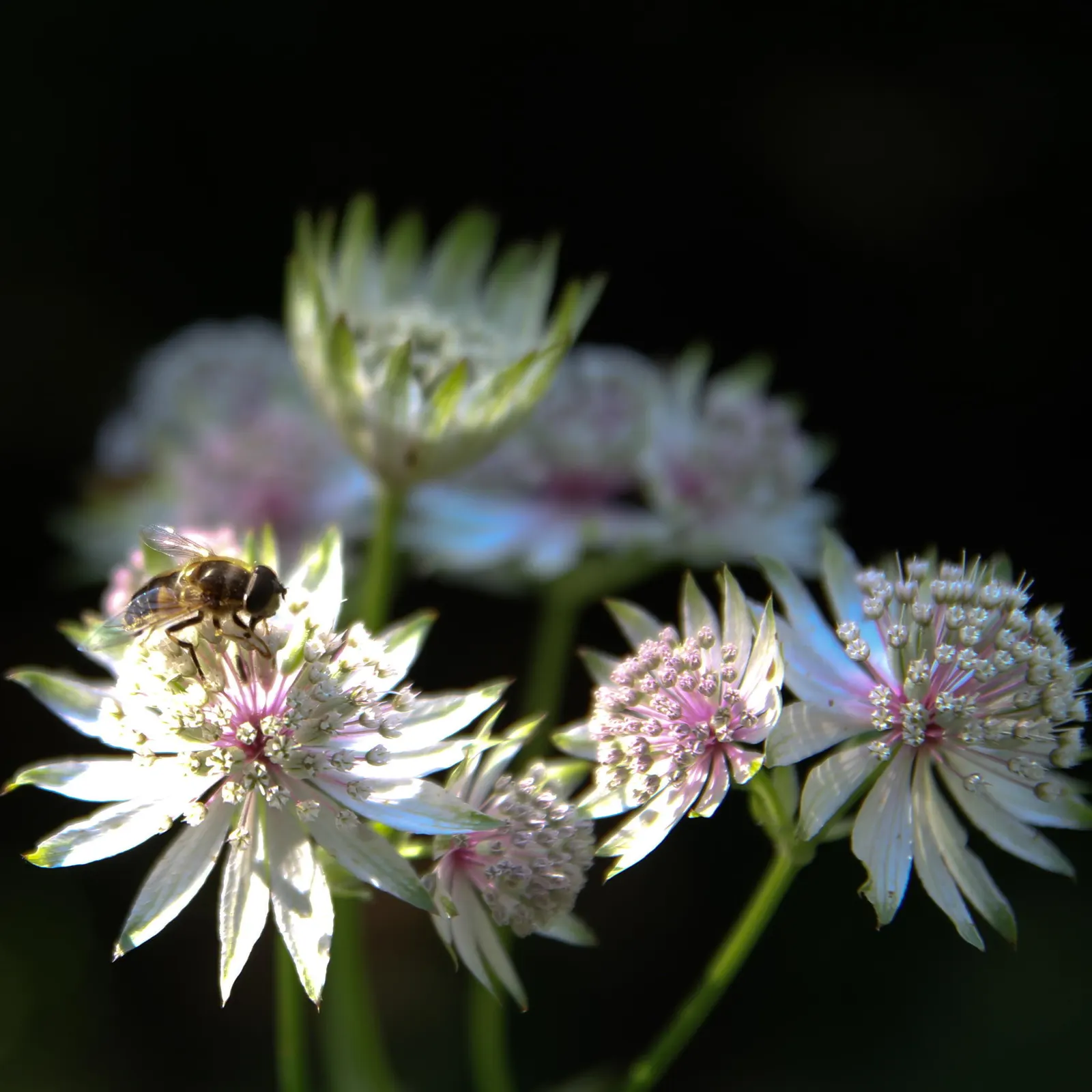 Masterwort (Astrantia Major) — attracting both butterflies and the appreciative glances of garden visitors; pink and white flowers in the garden