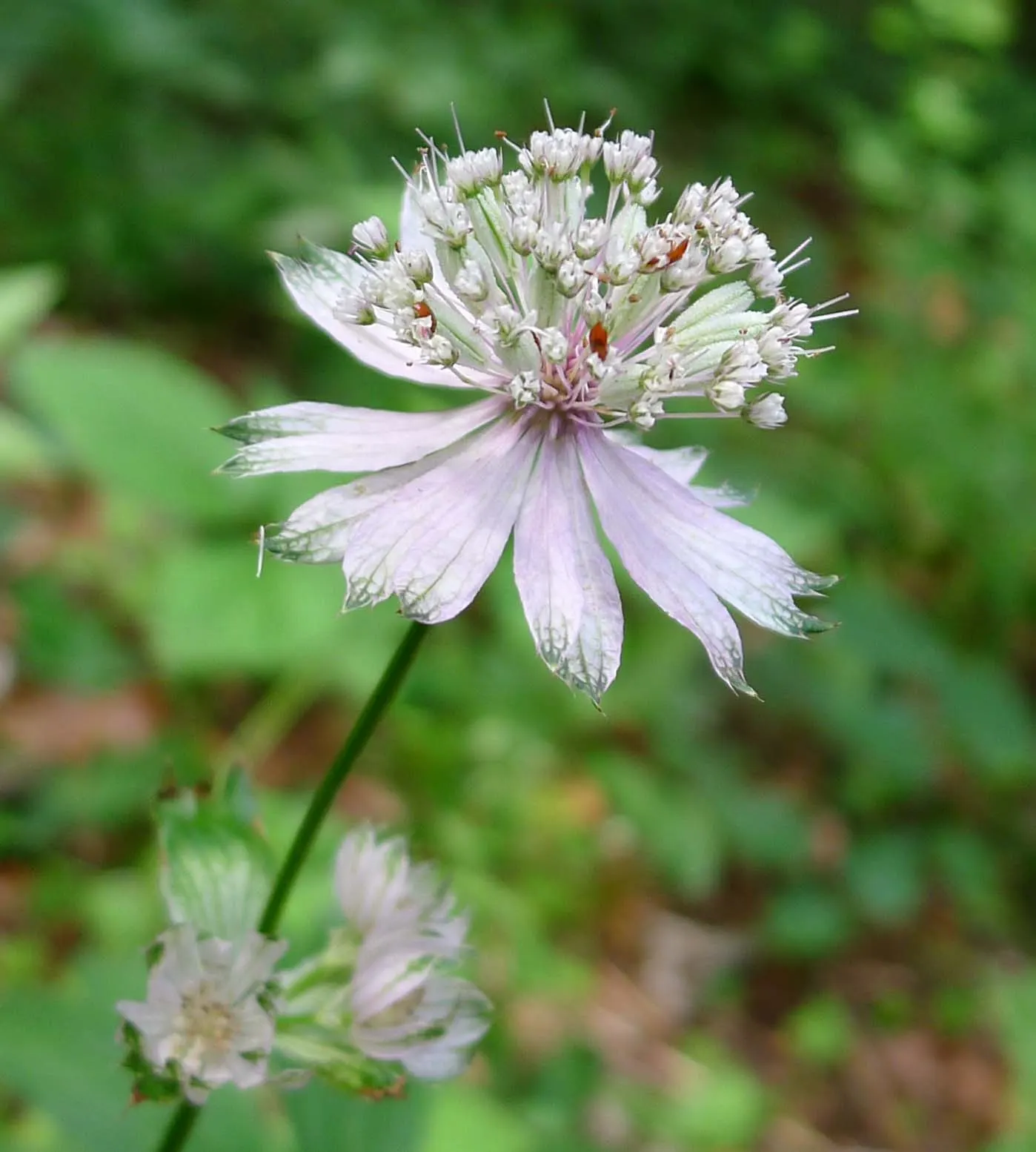 Masterwort (Astrantia Major) — showcasing its resilience across a variety of climates.<br><br>Masterwort boasts a clump-forming habit; it thrives, image 97
