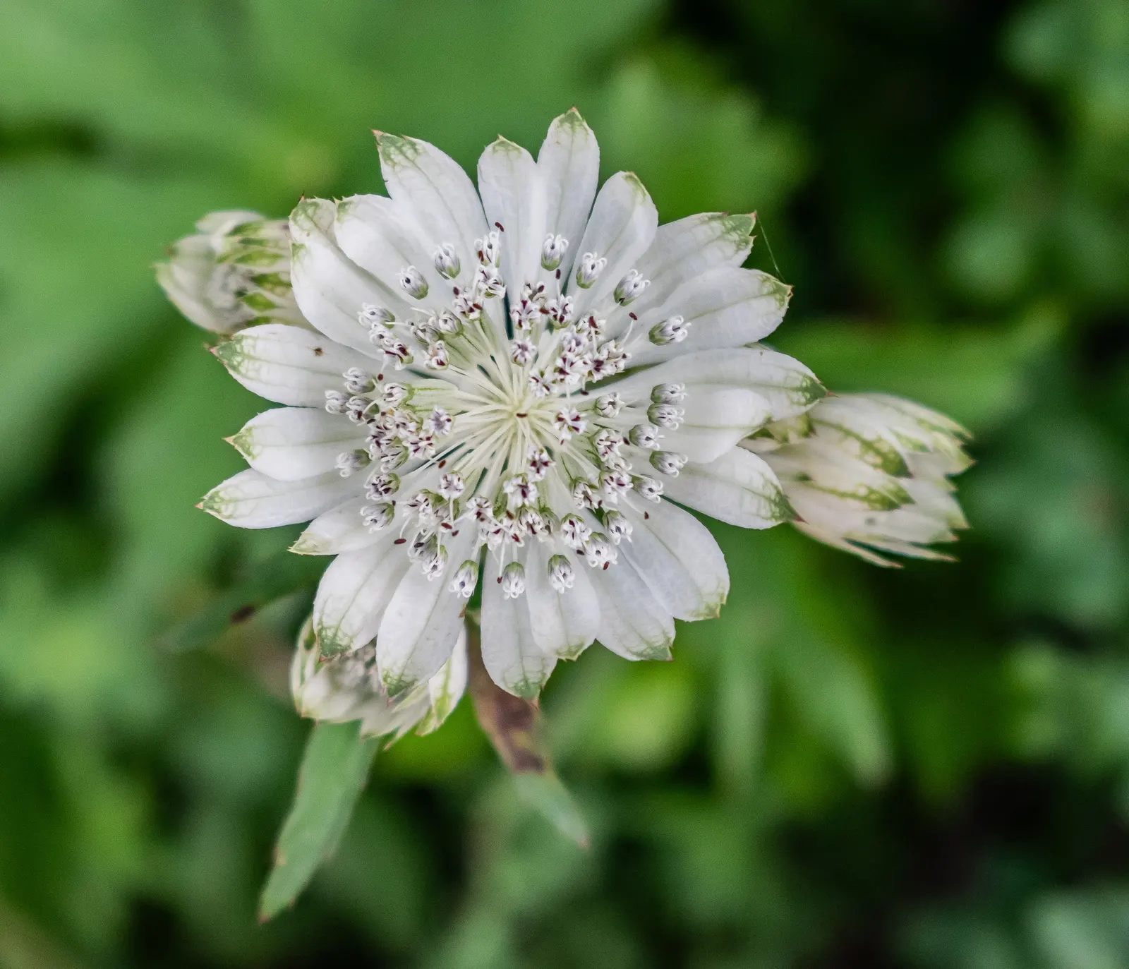 Masterwort (Astrantia Major) — but the true allure lies in its distinctive; native to mountain meadows and grasslands of Central and Eastern Europe, image 72