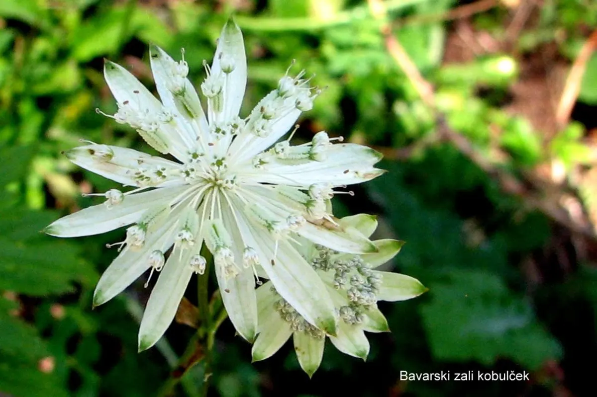 Masterwort (Astrantia Major) — Its unique blooms also make it a favorite for bouquet filler; it requires rich, humusy, and consistently moist soil, which