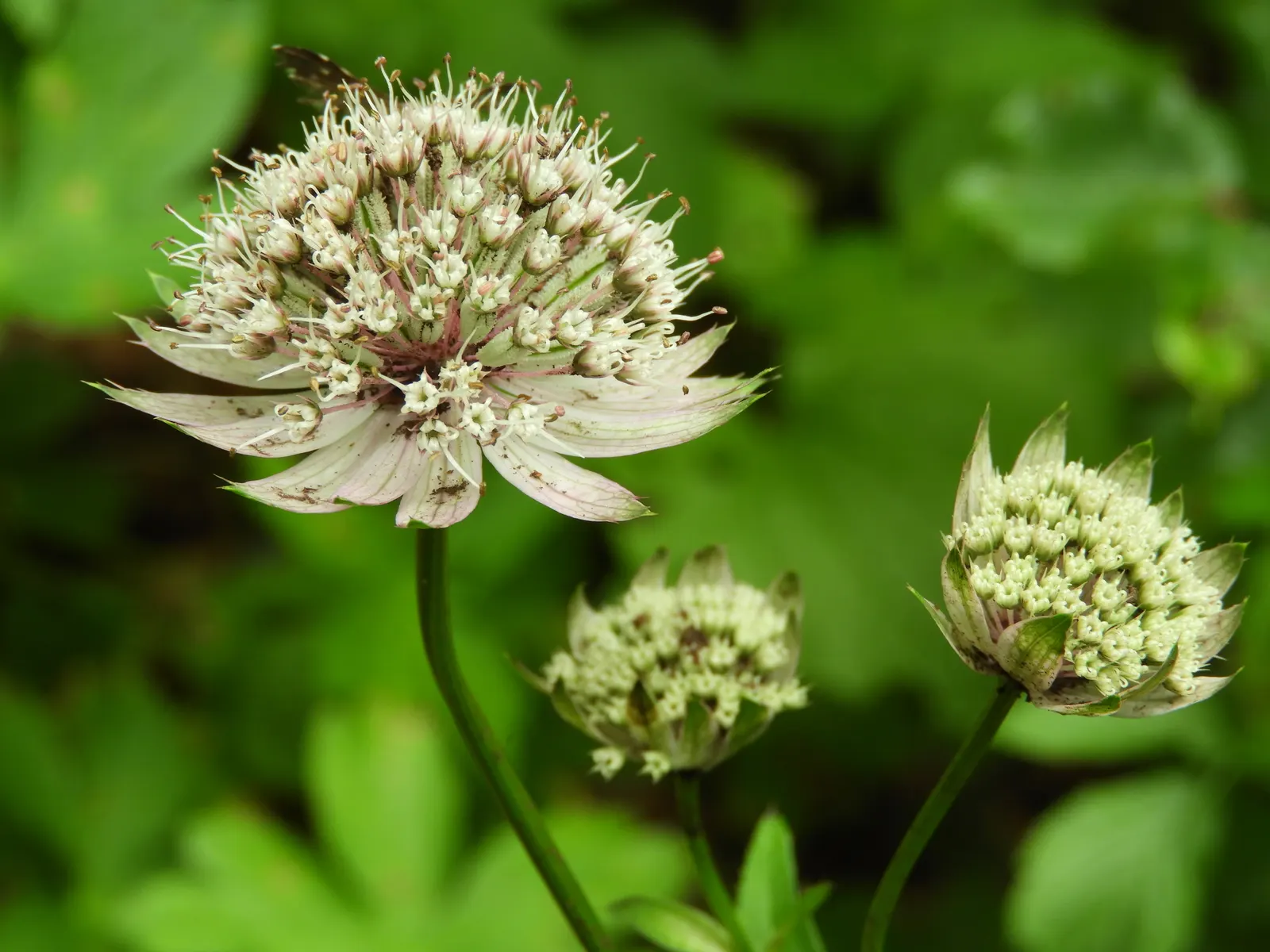 Masterwort (Astrantia Major) — Masterwort rewards gardeners with a long-lasting and ethereal addition to their outdoor spaces; zones 4 to 7 ensure successful