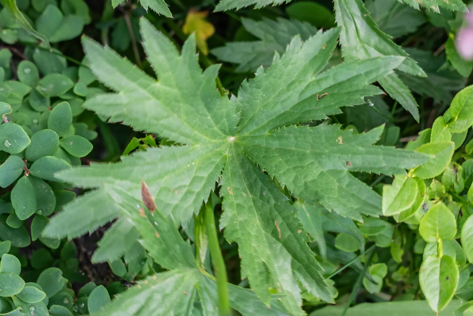 Masterwort (Astrantia Major) — commonly known as Masterwort; showcasing its resilience across a variety of climates.<br><br>Masterwort boasts a, image 64