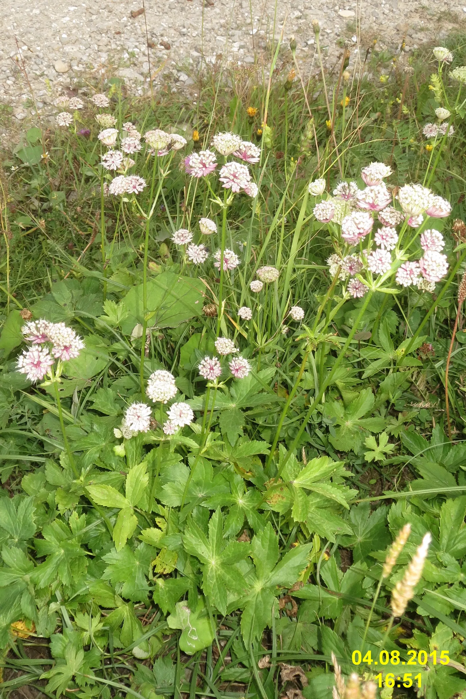 Masterwort (Astrantia Major) — or other shade-loving perennials for a woodland aesthetic; deep green leaves are subtly attractive, image 139