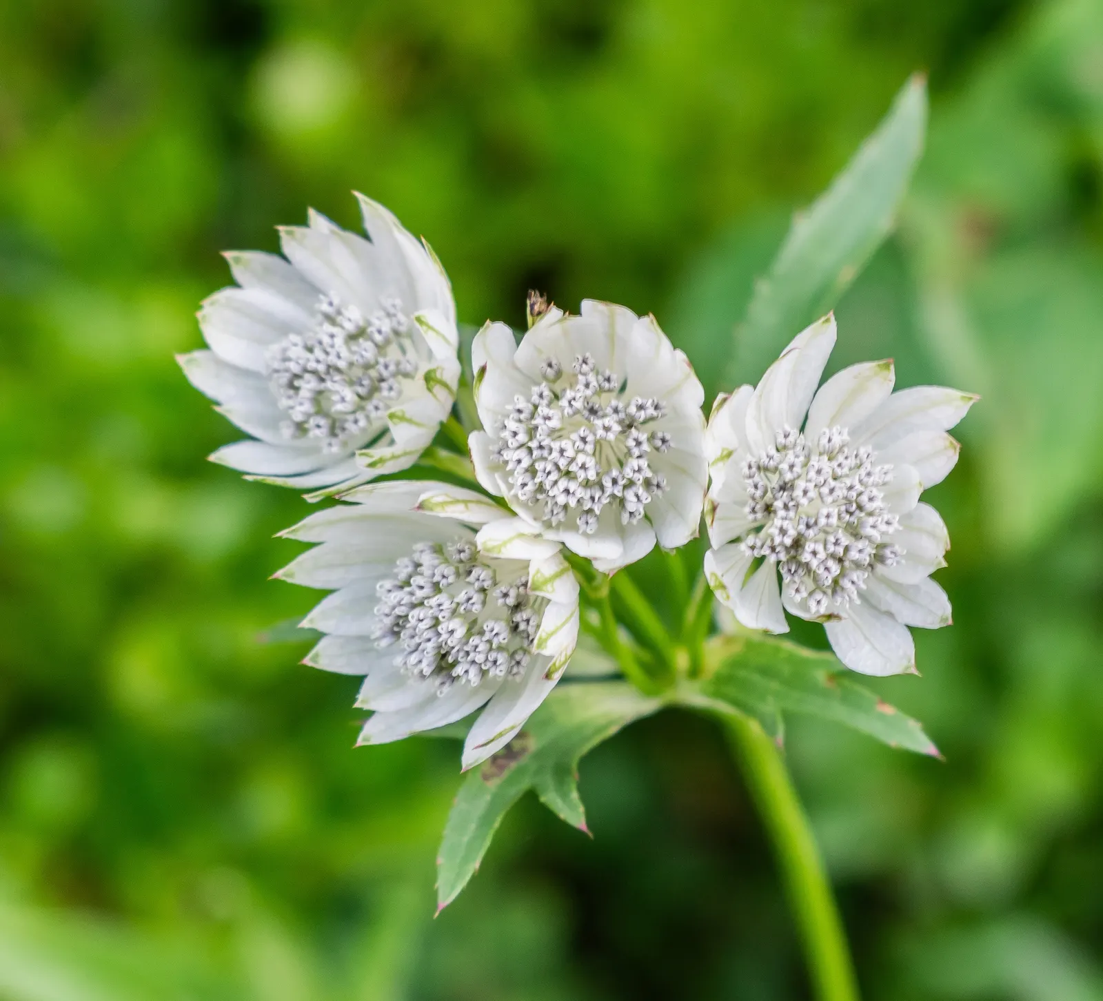 Masterwort (Astrantia Major) — Zones 4 to 7 ensure successful growth in varied climates