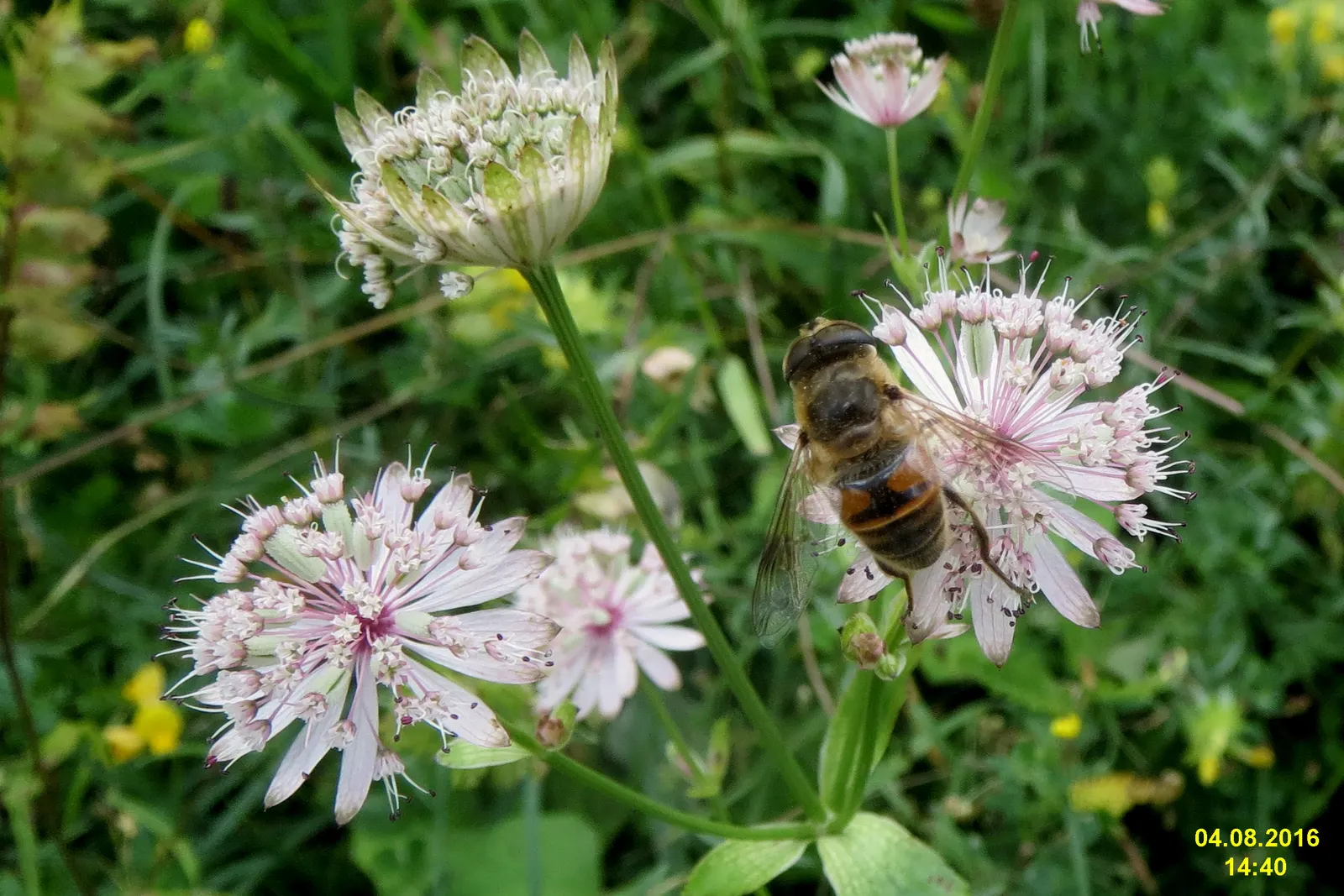 Masterwort (Astrantia Major) — it thrives in USDA Hardiness Zones 4 through 7; this perennial displays intricate, image 96
