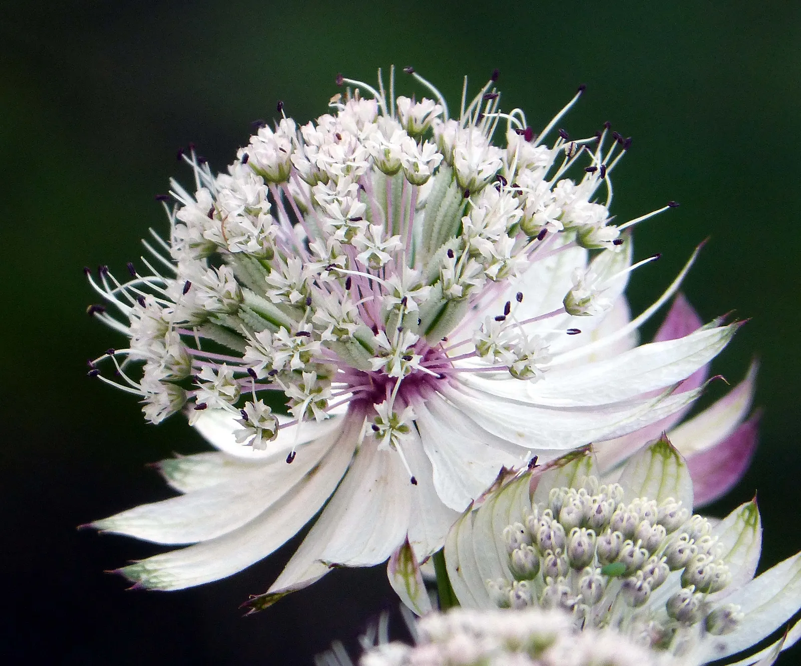 Masterwort (Astrantia Major) — it thrives in USDA Hardiness Zones 4 through 7