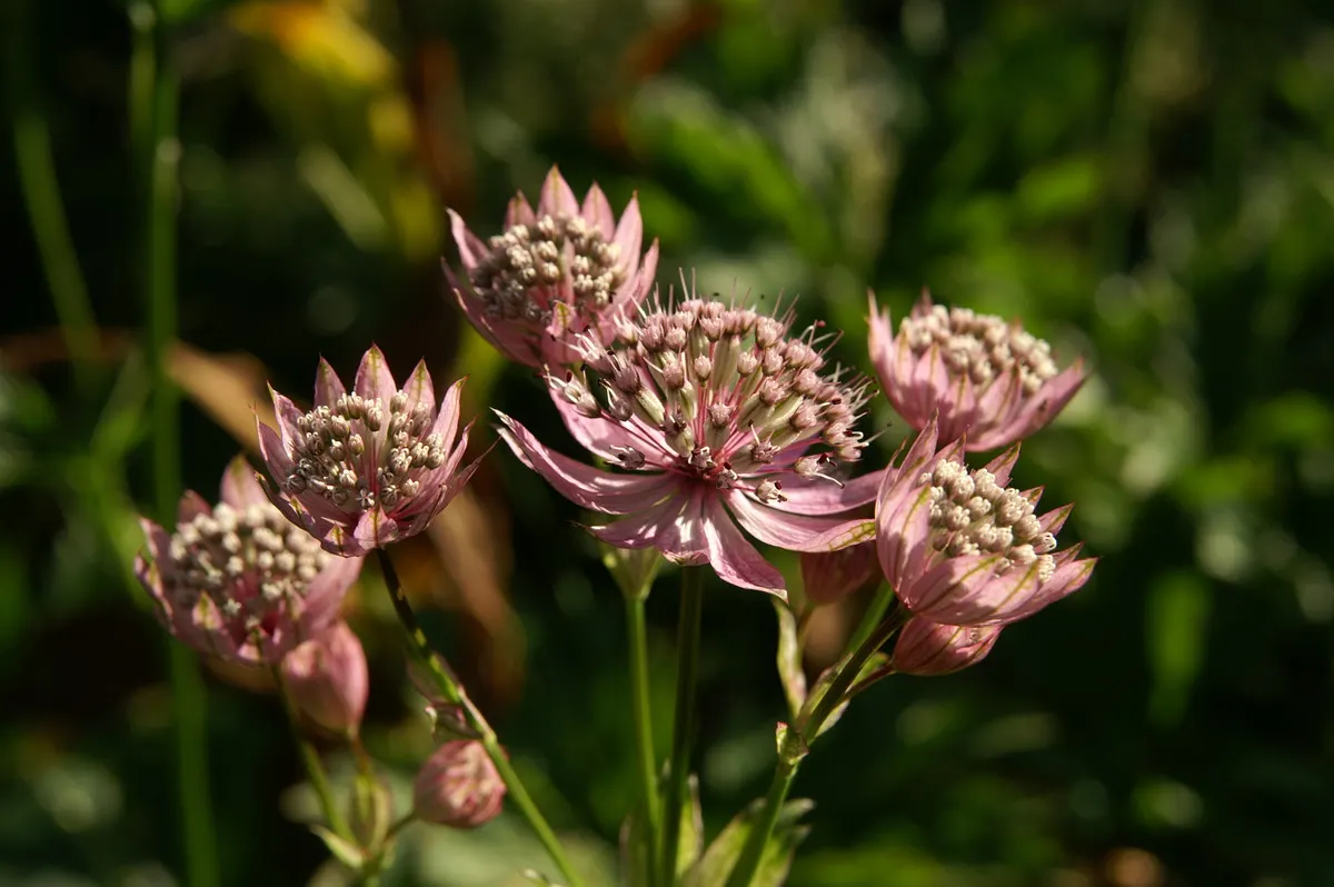 Masterwort (Astrantia Major) — and emerge in hues ranging from white and pink to a deep ruby red; annual / herb for half or shade, image 104