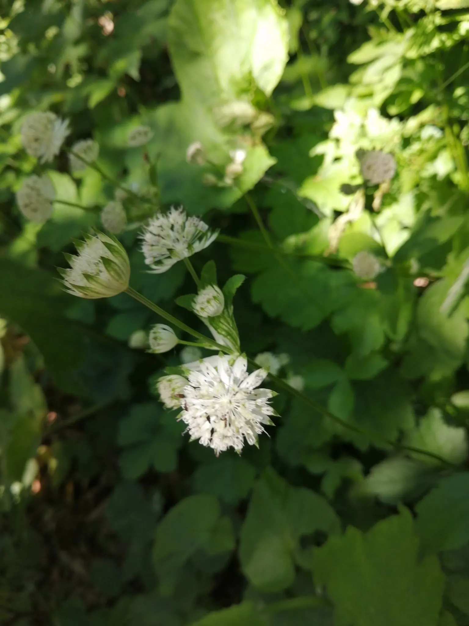 Masterwort (Astrantia Major) — annual / herb with pink and white blooms; though it tolerates full sun in cooler climates provided the soil remains, image 144