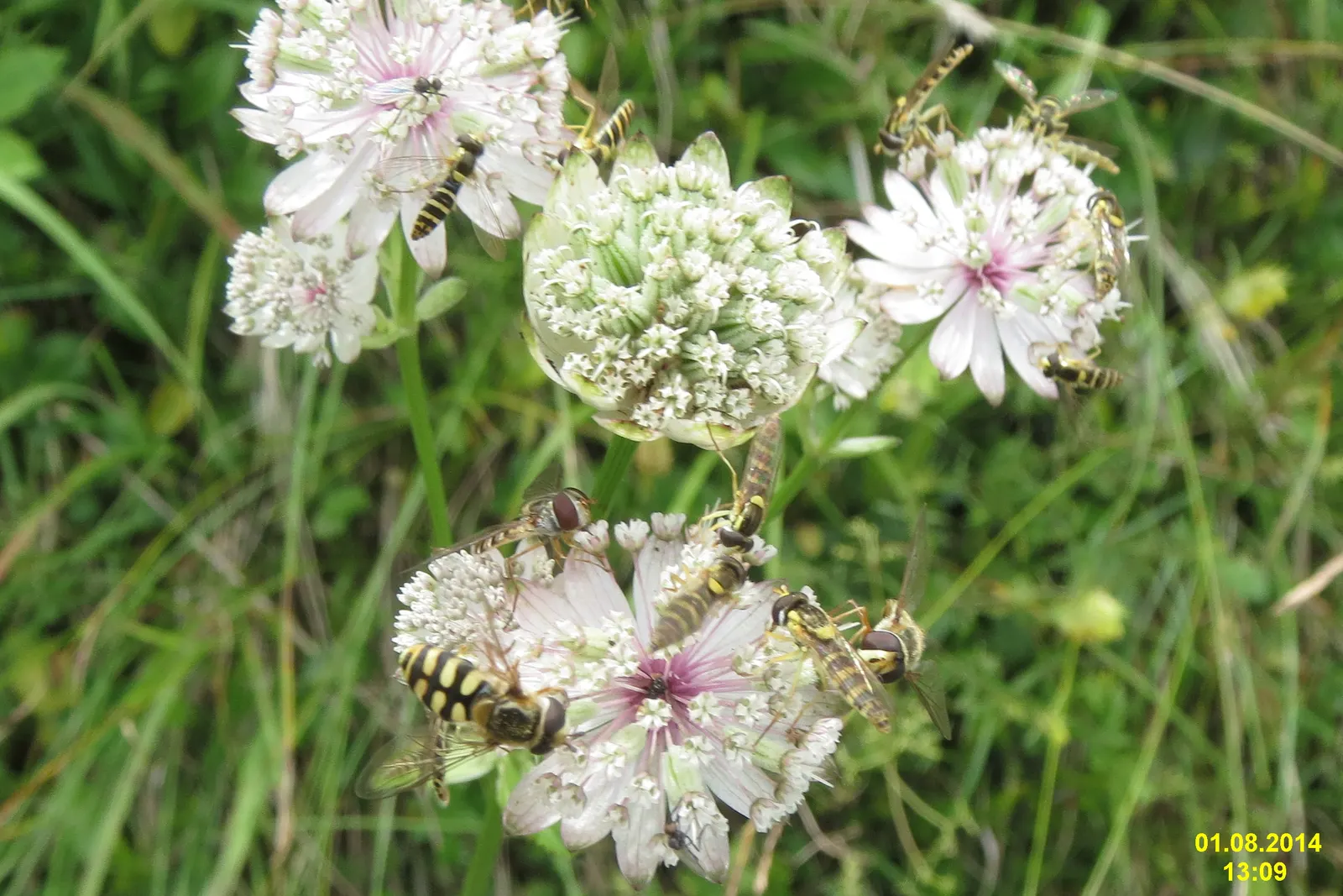 Masterwort (Astrantia Major) — though it tolerates full sun in cooler climates provided the soil remains moist