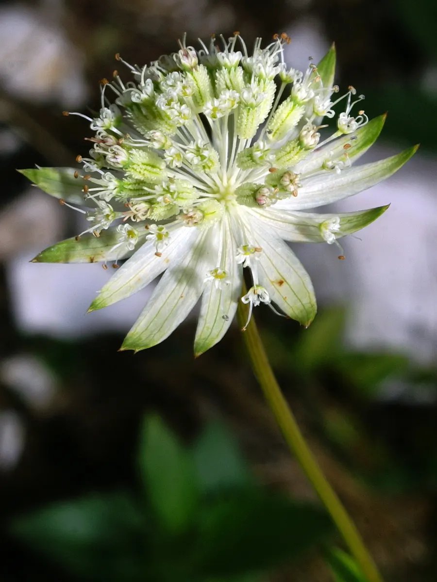 Masterwort (Astrantia Major) — Zones 4 to 7 ensure successful growth in varied climates; flowering from June to August, it reaches 1.5 to 2.5 feet in height