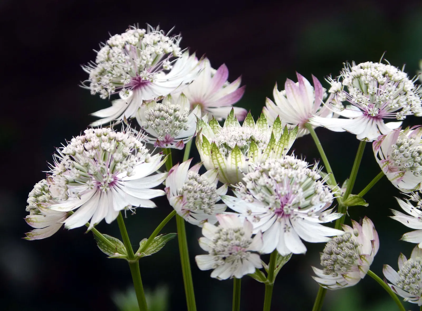Masterwort (Astrantia Major) — It requires rich, humusy, and consistently moist soil, which mirrors the damp meadows of its native habitat; ideal, image 78