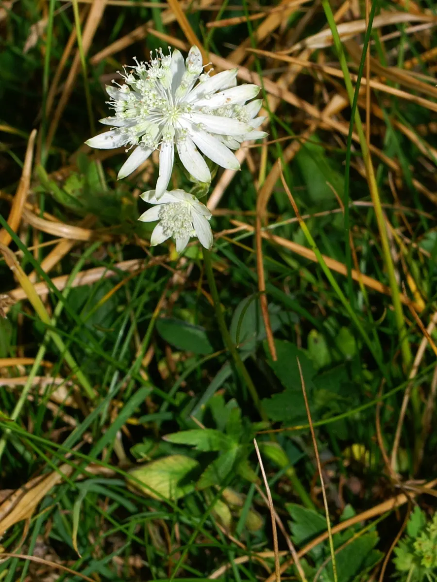 Masterwort (Astrantia Major) — annual / herb for half or shade