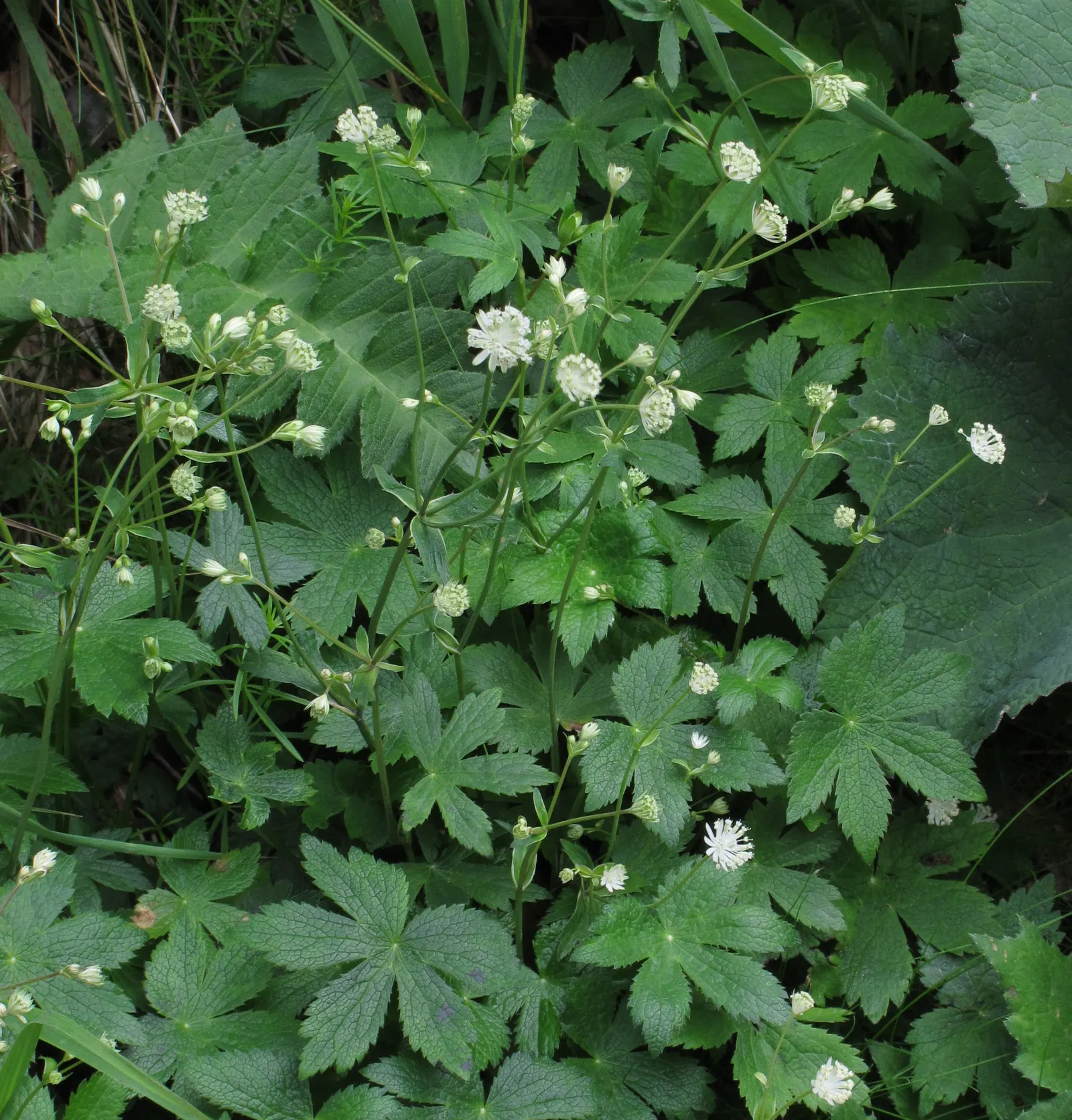 Masterwort (Astrantia Major) — it thrives in USDA Hardiness Zones 4 through 7; this perennial displays intricate, image 125