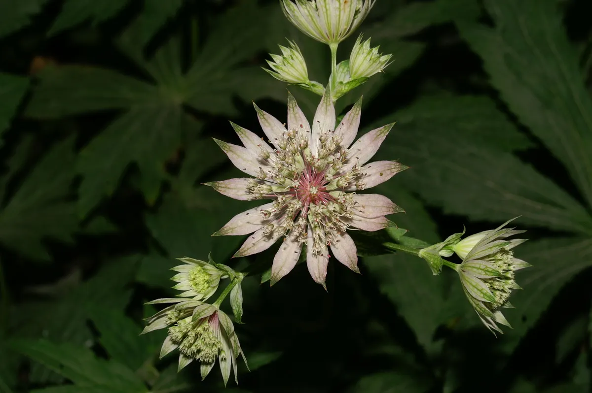 Masterwort (Astrantia Major) — This perennial displays intricate; typically reaching a size of 1.5 to 2.5 feet tall and 1 to 1.5 feet wide, image 89