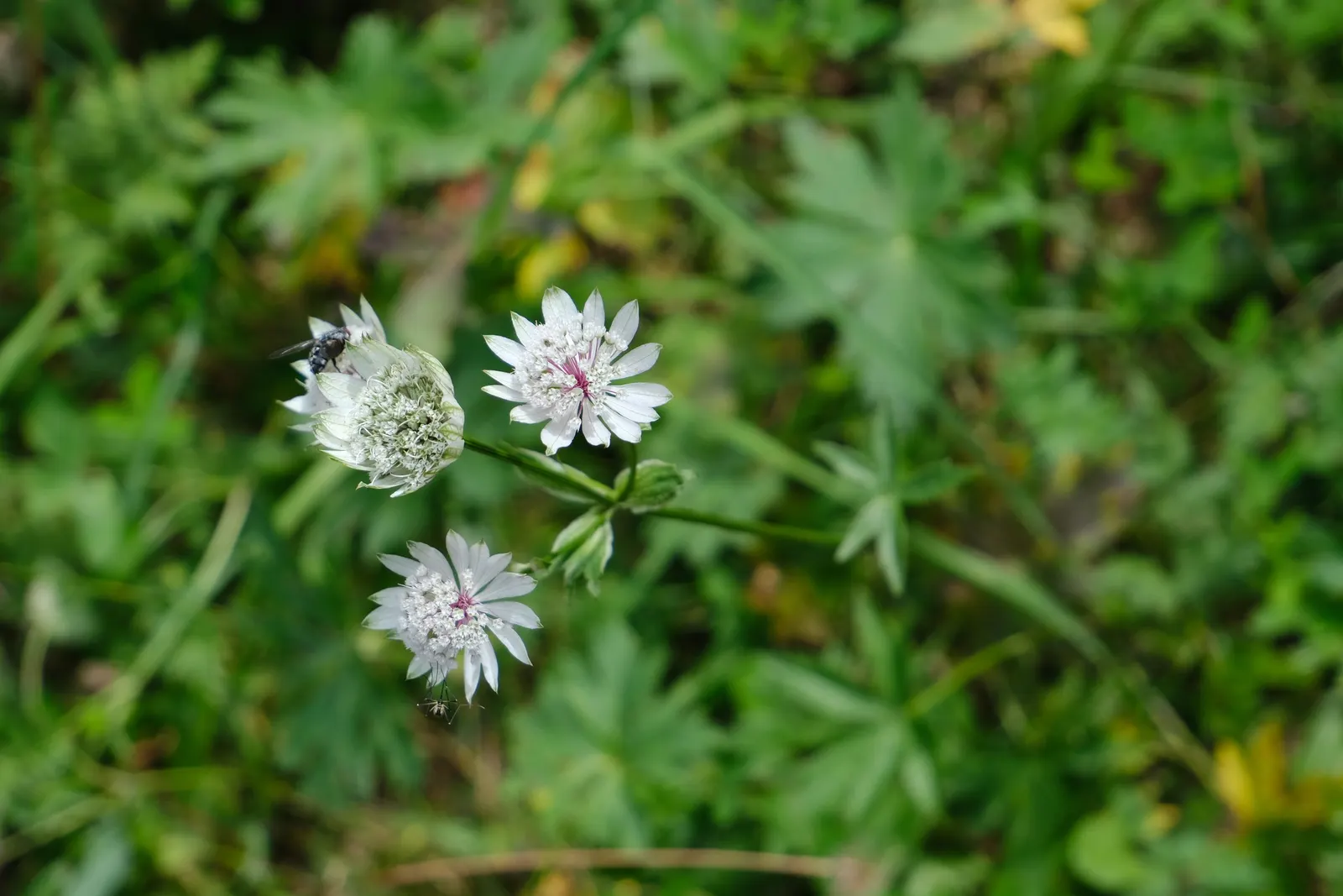 Masterwort (Astrantia Major) — pink and white flowers in the garden; making it a versatile mid-border selection, image 143