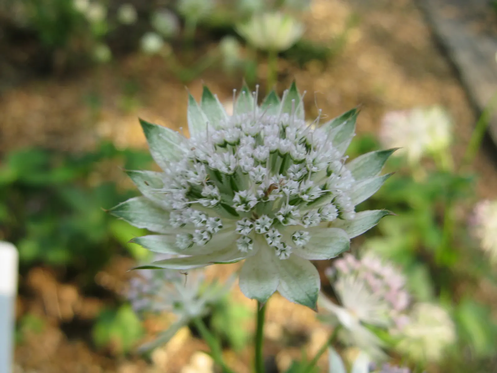 Masterwort (Astrantia Major) — each nestled within a star-shaped bract; consider pairing it with ferns, image 132