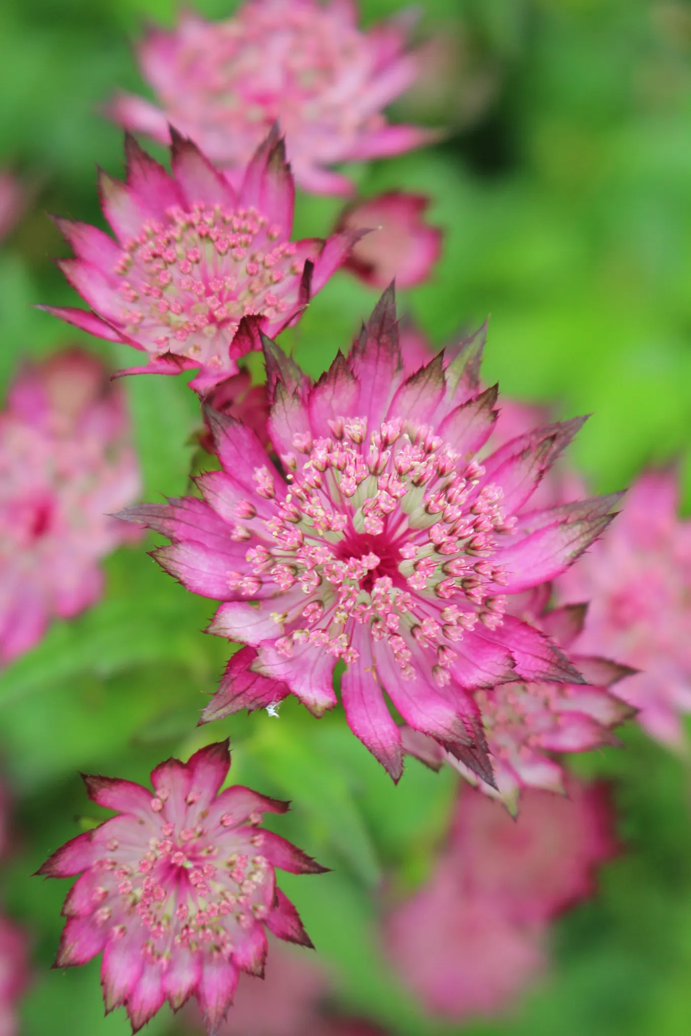 Masterwort (Astrantia Major) — or other shade-loving perennials for a woodland aesthetic