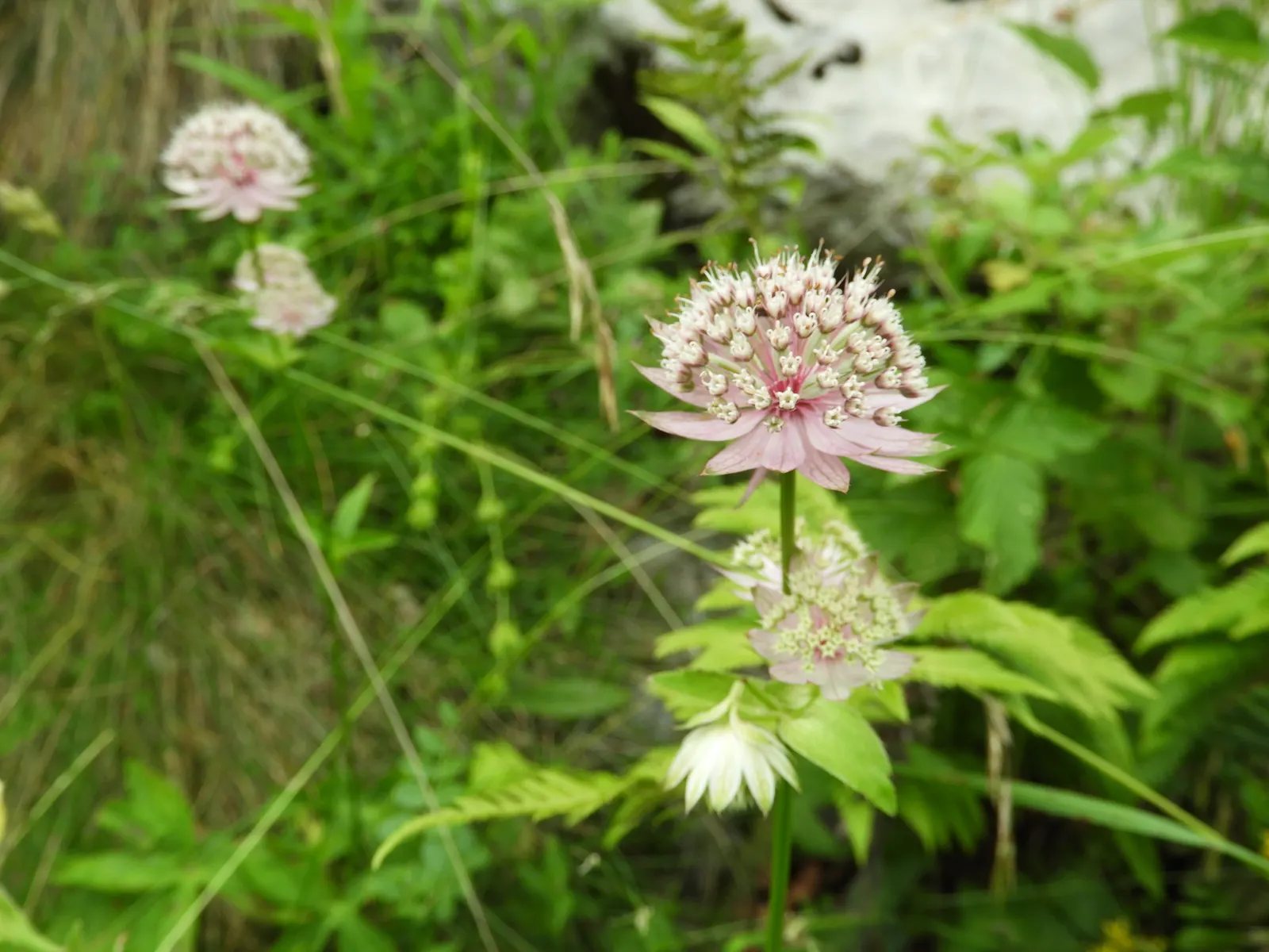 Masterwort (Astrantia Major) — is an herbaceous perennial that adds a touch of understated elegance to any garden design; and emerge in hues, image 65