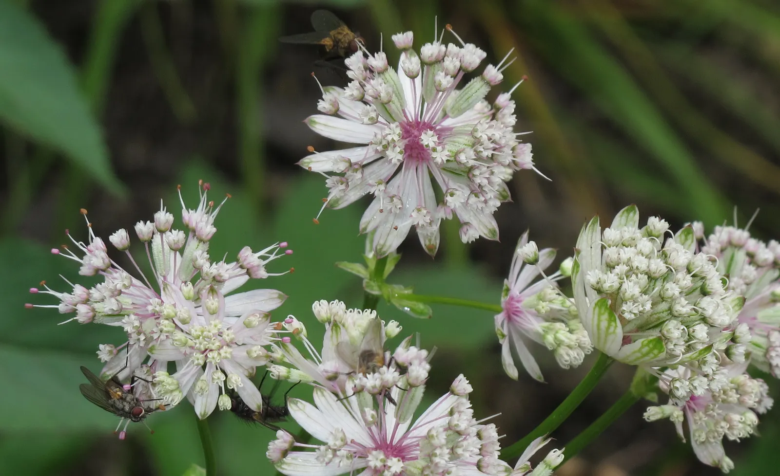 Masterwort (Astrantia Major) — Masterwort rewards gardeners with a long-lasting and ethereal addition to their outdoor spaces; zones 4 to 7 ensure, image 84