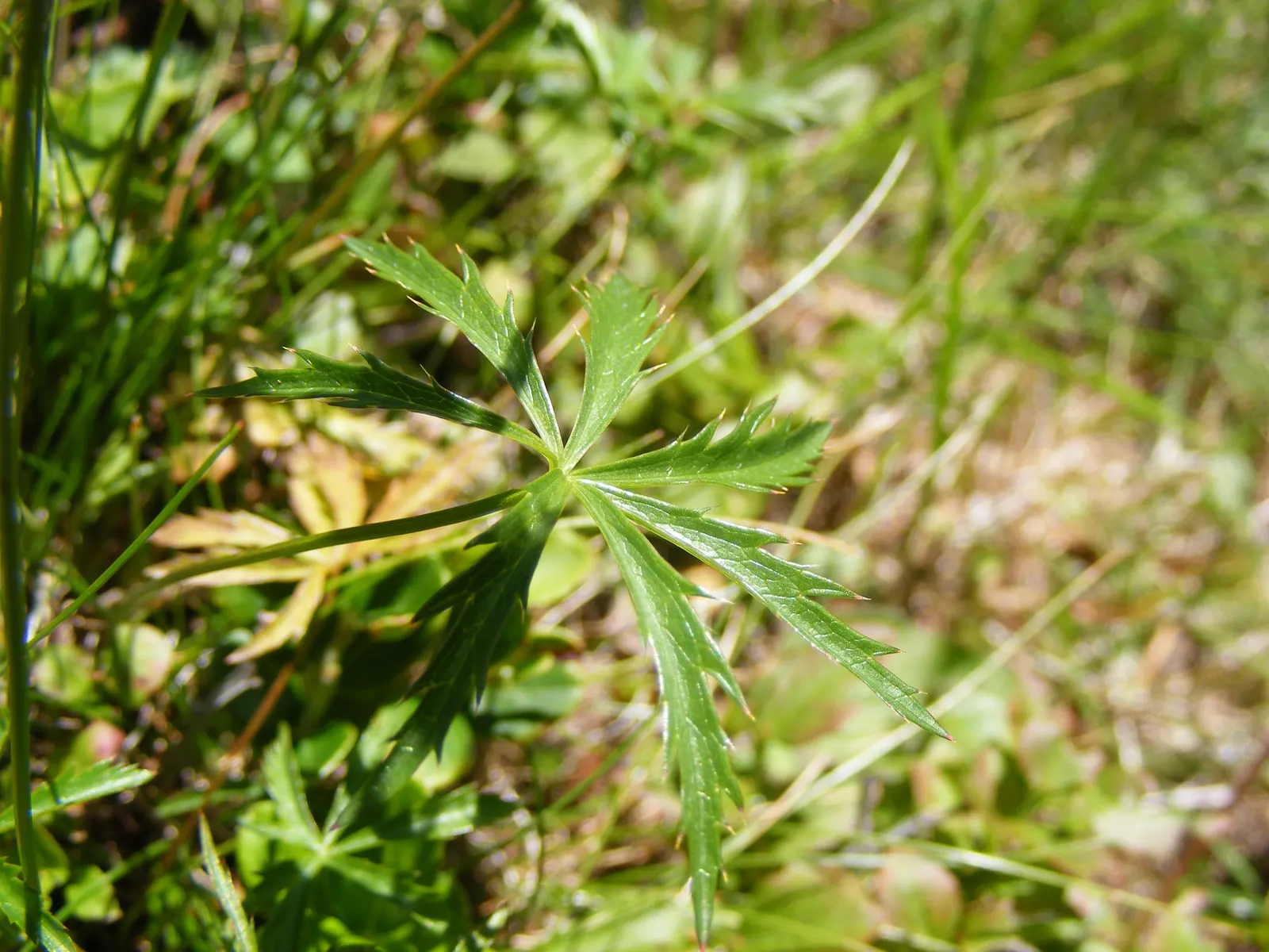 Masterwort (Astrantia Major) — Zones 4 to 7 ensure successful growth in varied climates; flowering from June to August, it reaches 1.5 to 2.5 feet, image 121