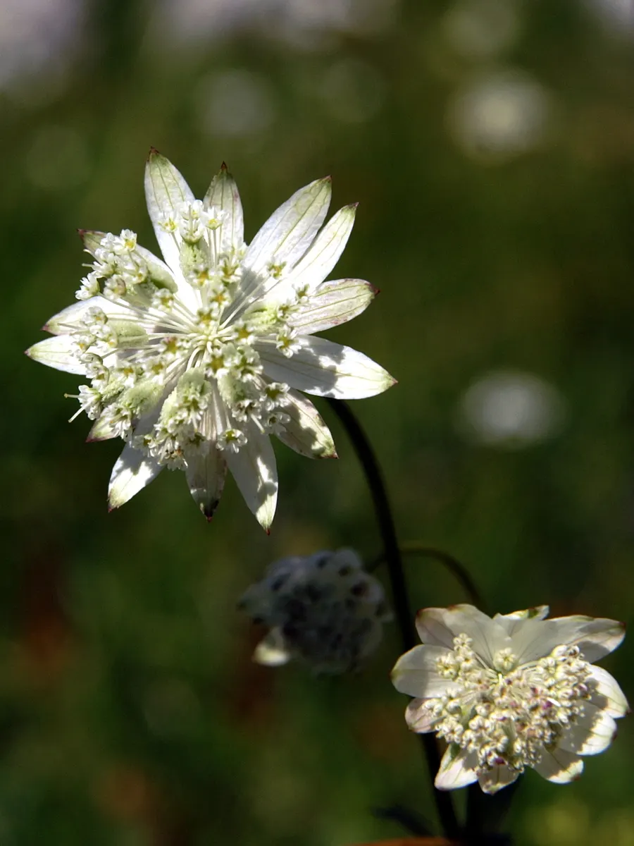 Masterwort (Astrantia Major) — This perennial displays intricate; typically reaching a size of 1.5 to 2.5 feet tall and 1 to 1.5 feet wide, image 147