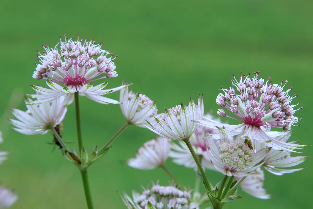Masterwort (Astrantia Major) — pink and white flowers in the garden; making it a versatile mid-border selection, image 114