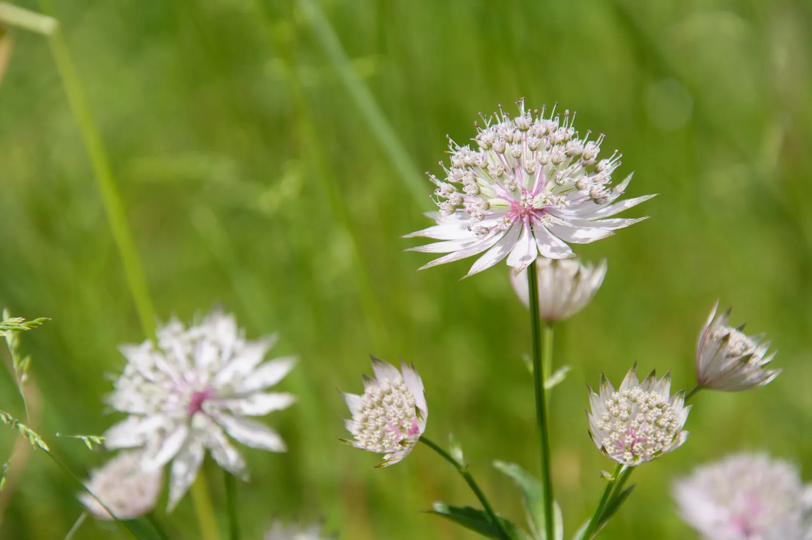 Masterwort (Astrantia Major) — Zones 4 to 7 ensure successful growth in varied climates; flowering from June to August, it reaches 1.5 to 2.5 feet, image 63