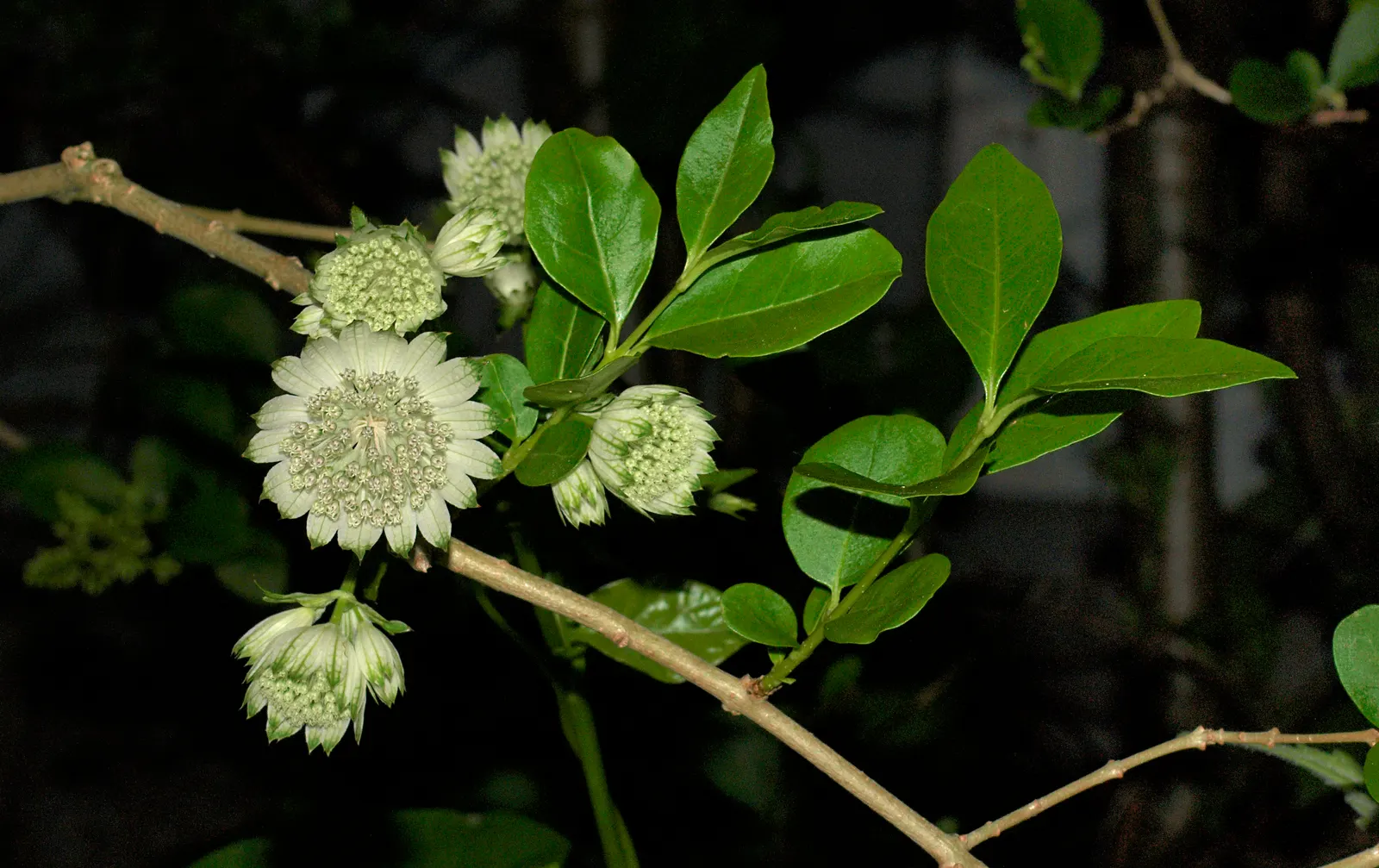 Masterwort (Astrantia Major) — though it tolerates full sun in cooler climates provided the soil remains moist; but the true allure lies in its, image 77