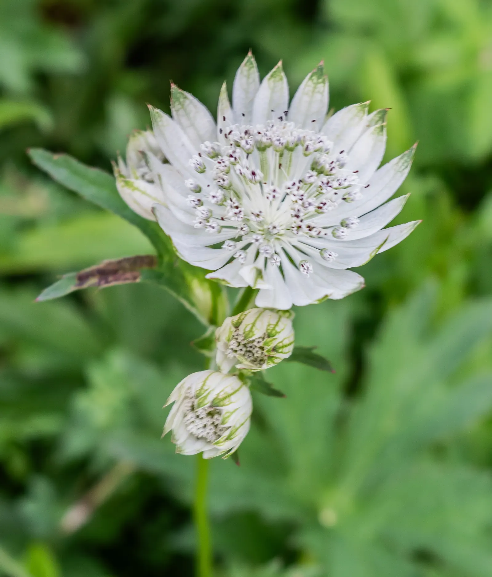 Masterwort (Astrantia Major) — typically reaching a size of 1.5 to 2.5 feet tall and 1 to 1.5 feet wide; each nestled within a star-shaped bract