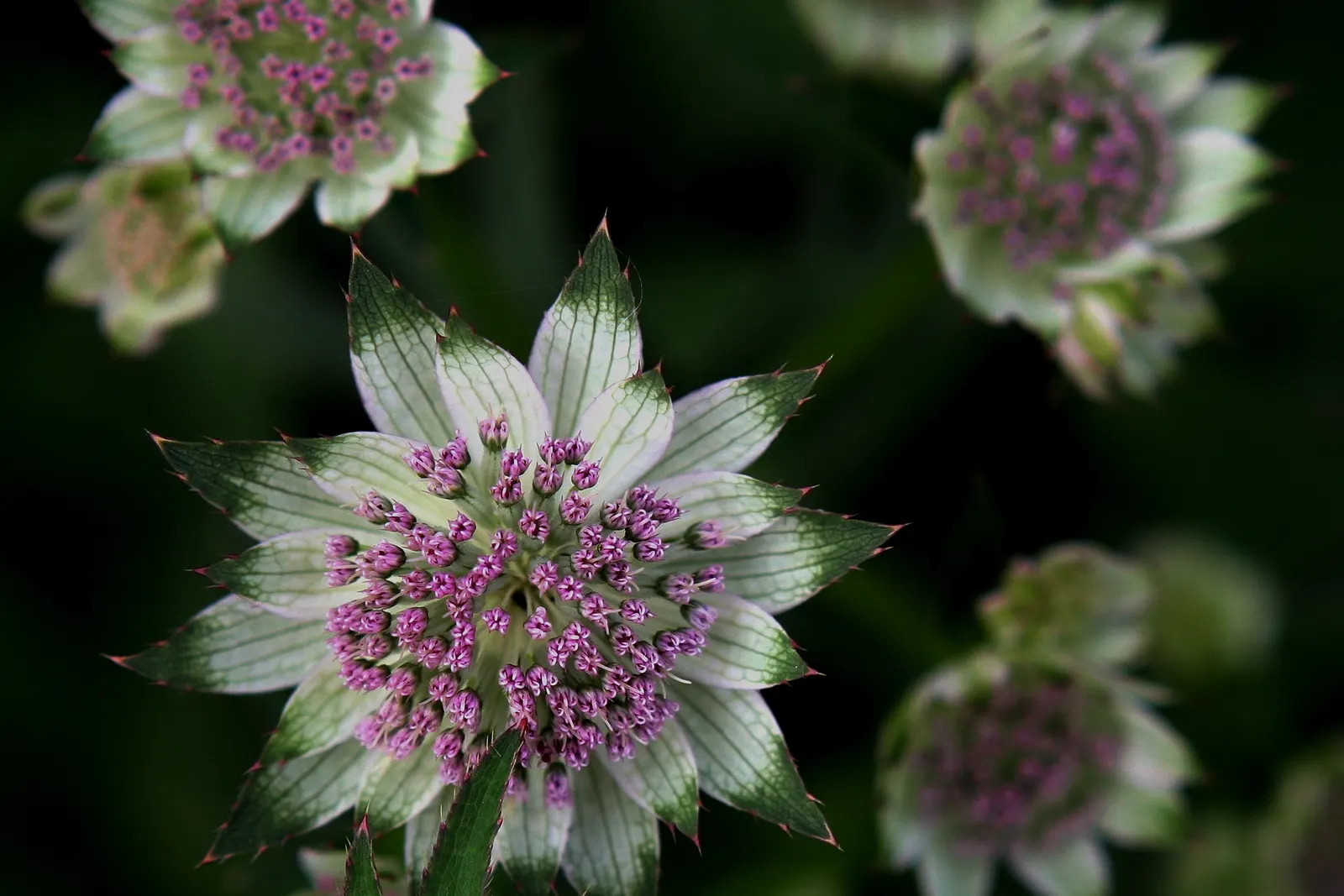 Masterwort (Astrantia Major) — it thrives in USDA Hardiness Zones 4 through 7; this perennial displays intricate, image 67