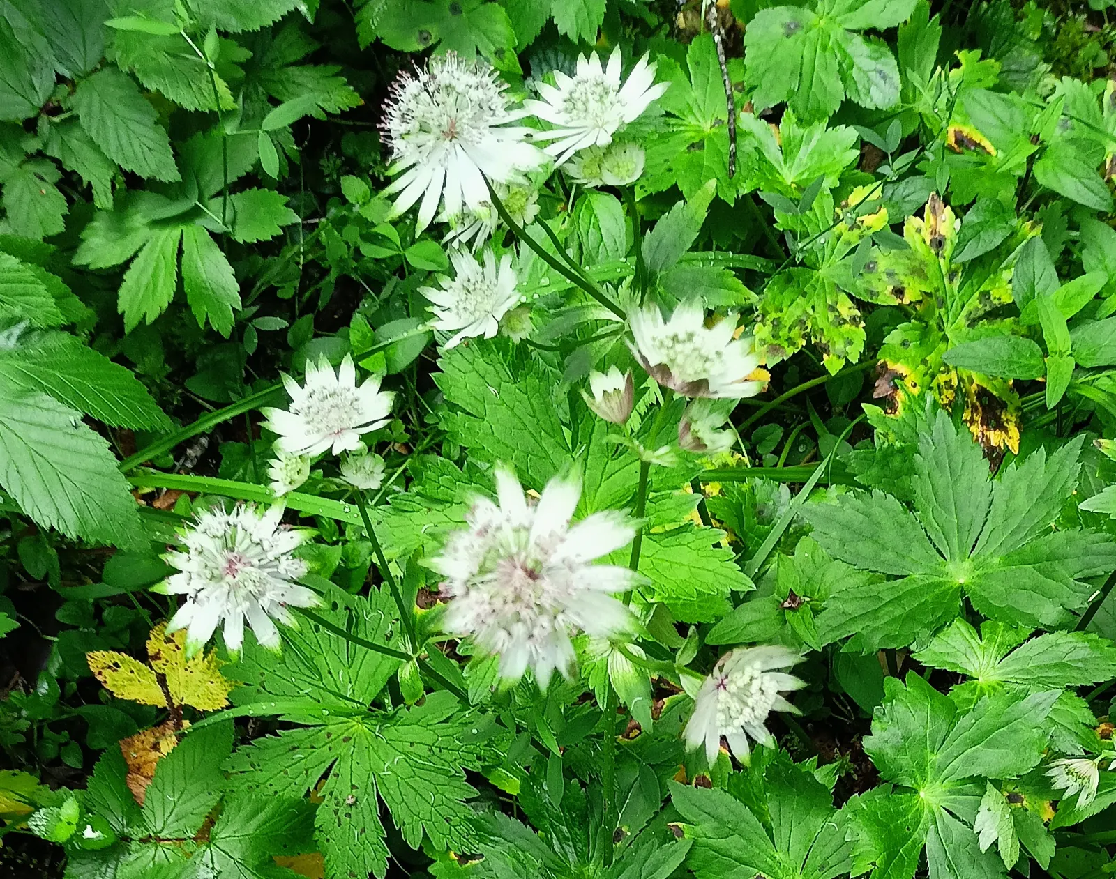 Masterwort (Astrantia Major) — making it a versatile mid-border selection; or other shade-loving perennials for a woodland aesthetic, image 99