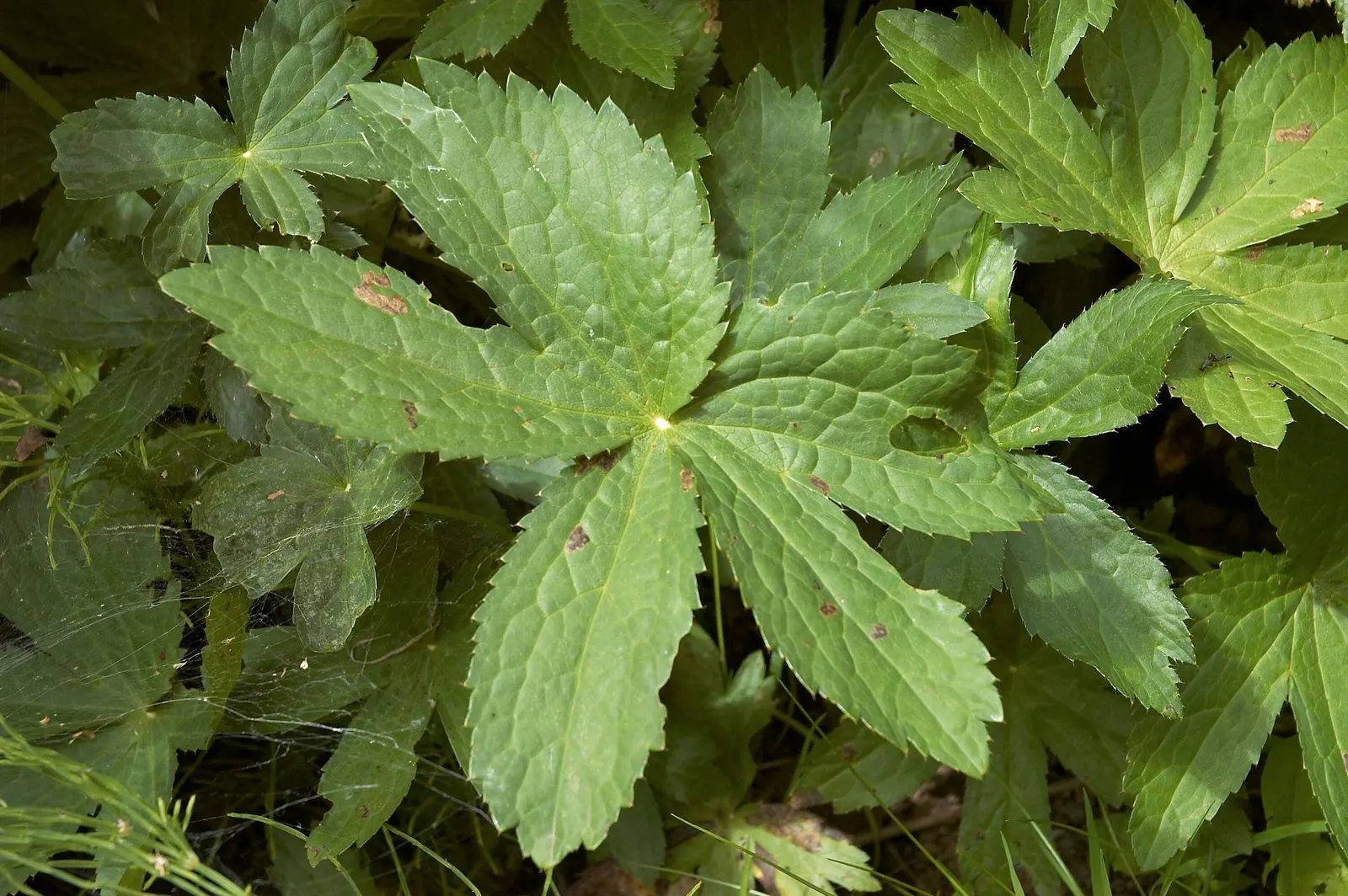 Masterwort (Astrantia Major) — typically reaching a size of 1.5 to 2.5 feet tall and 1 to 1.5 feet wide; each nestled within a star-shaped bract, image 127