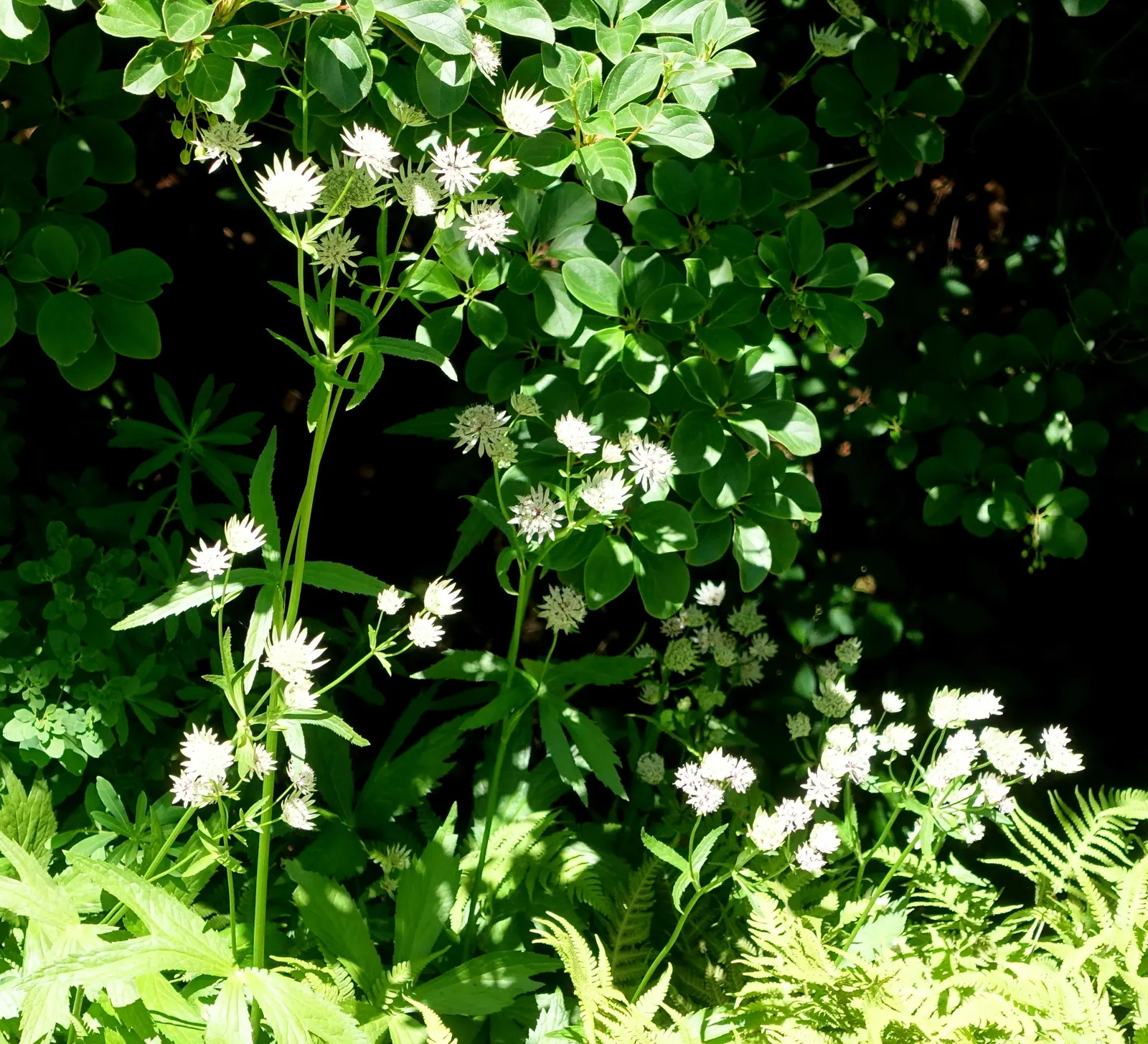 Masterwort (Astrantia Major) — Masterwort rewards gardeners with a long-lasting and ethereal addition to their outdoor spaces; zones 4 to 7 ensure, image 113