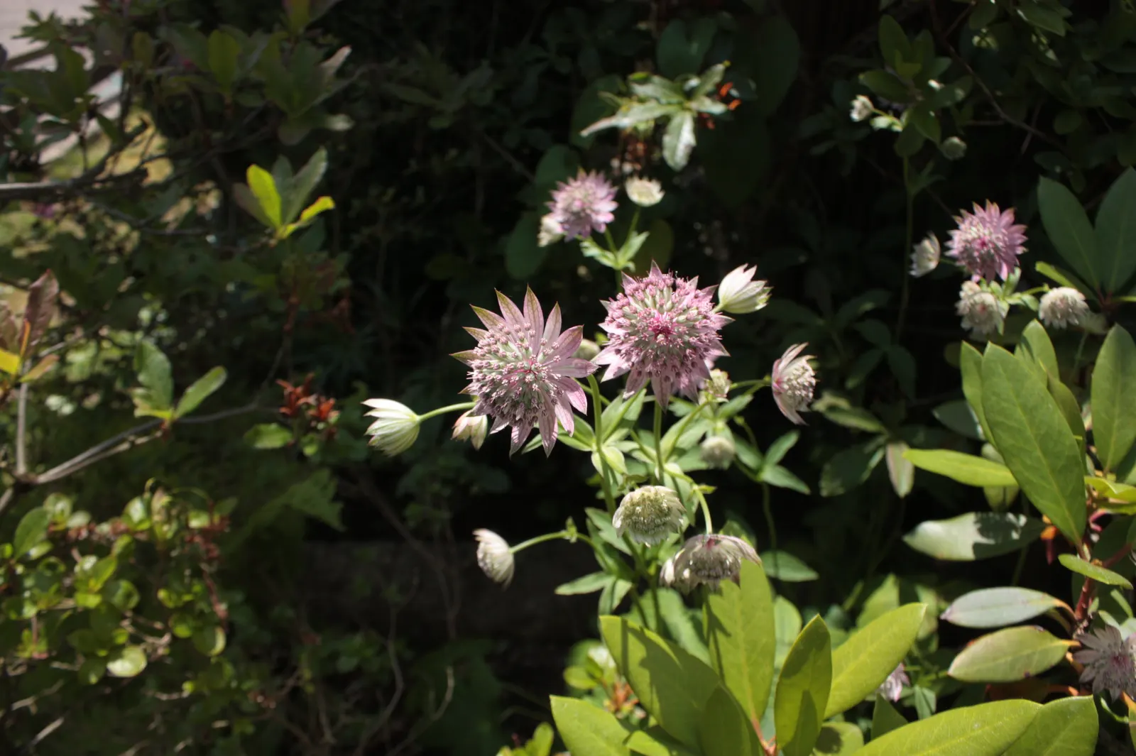 Masterwort (Astrantia Major) — It‚Äôs ideal for border plantings and woodland gardens, attracting pollinators while resisting deer; attracting both, image 91