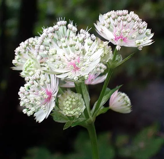 Masterwort (Astrantia Major) — It requires rich, humusy, and consistently moist soil, which mirrors the damp meadows of its native habitat; ideal, image 136