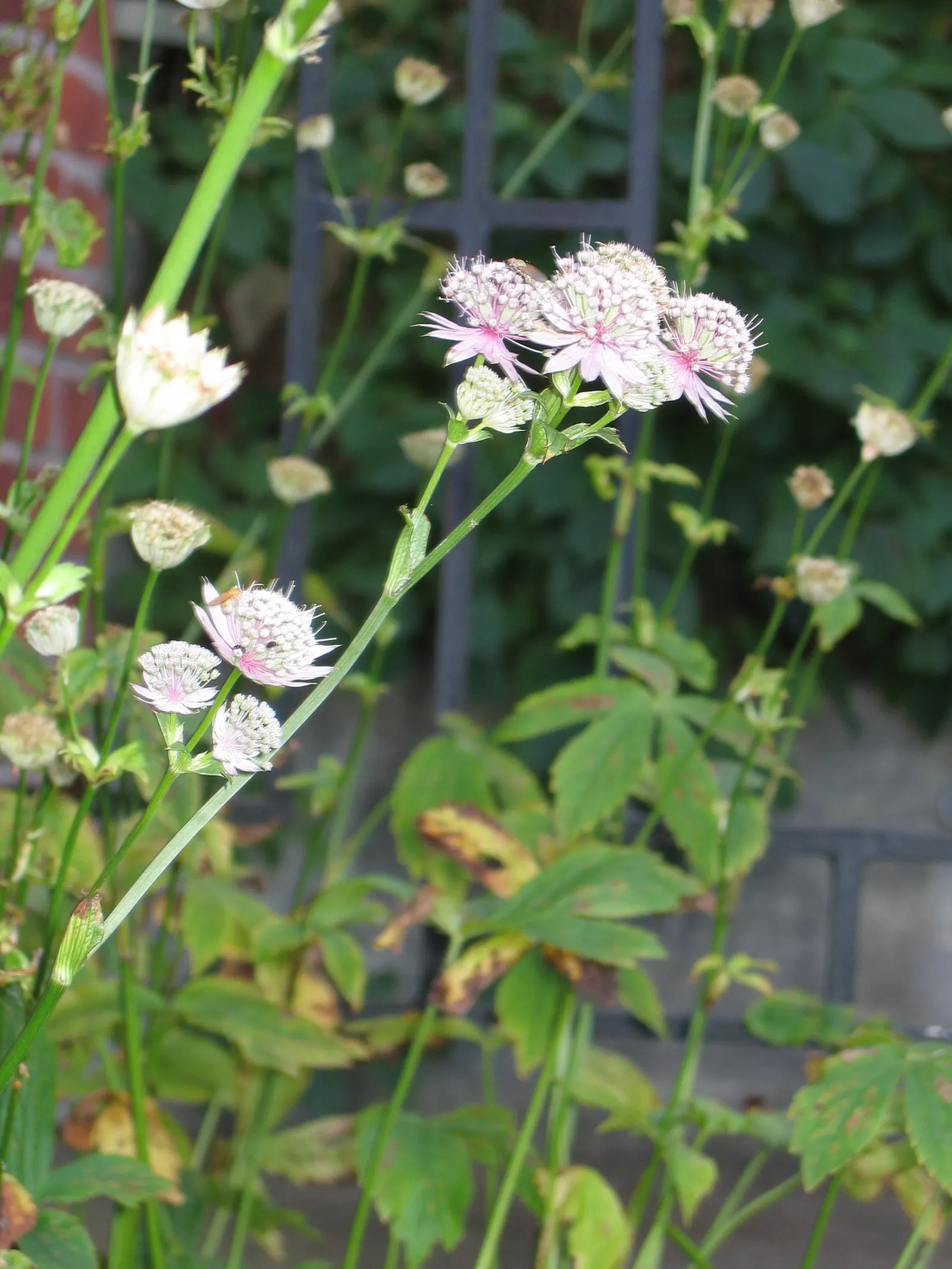 Masterwort (Astrantia Major) — is an herbaceous perennial that adds a touch of understated elegance to any garden design; and emerge in hues ranging from white