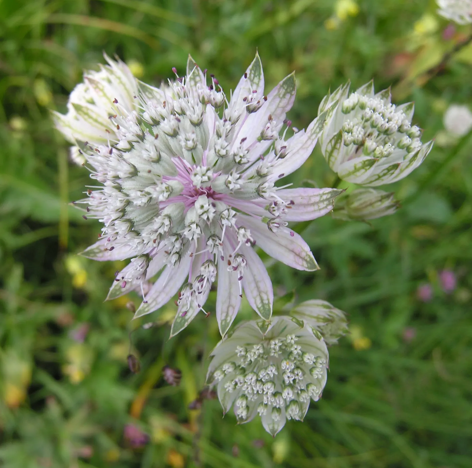 Masterwort (Astrantia Major) — but the true allure lies in its distinctive; native to mountain meadows and grasslands of Central and Eastern Europe, image 130
