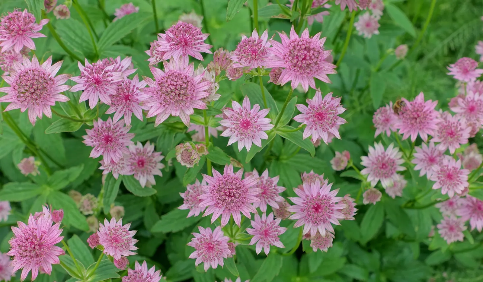 Masterwort (Astrantia Major) — consider pairing it with ferns