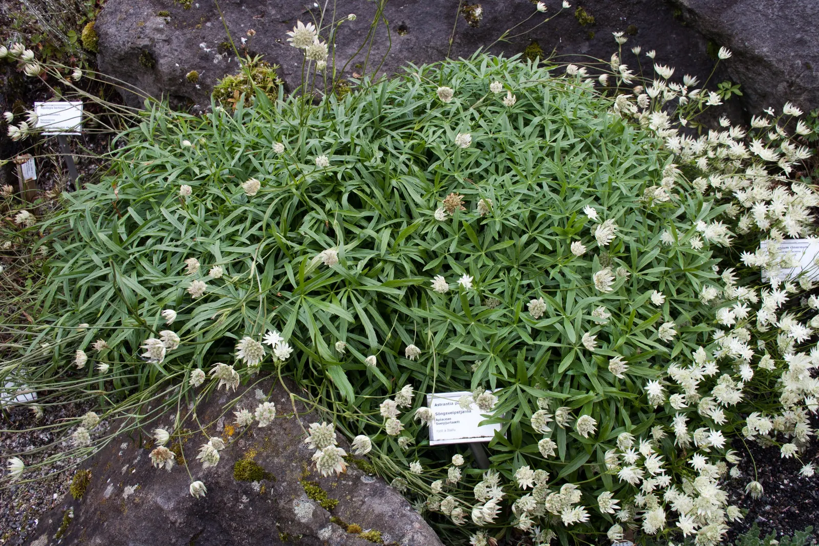 Masterwort (Astrantia Major) — It‚Äôs ideal for border plantings and woodland gardens, attracting pollinators while resisting deer