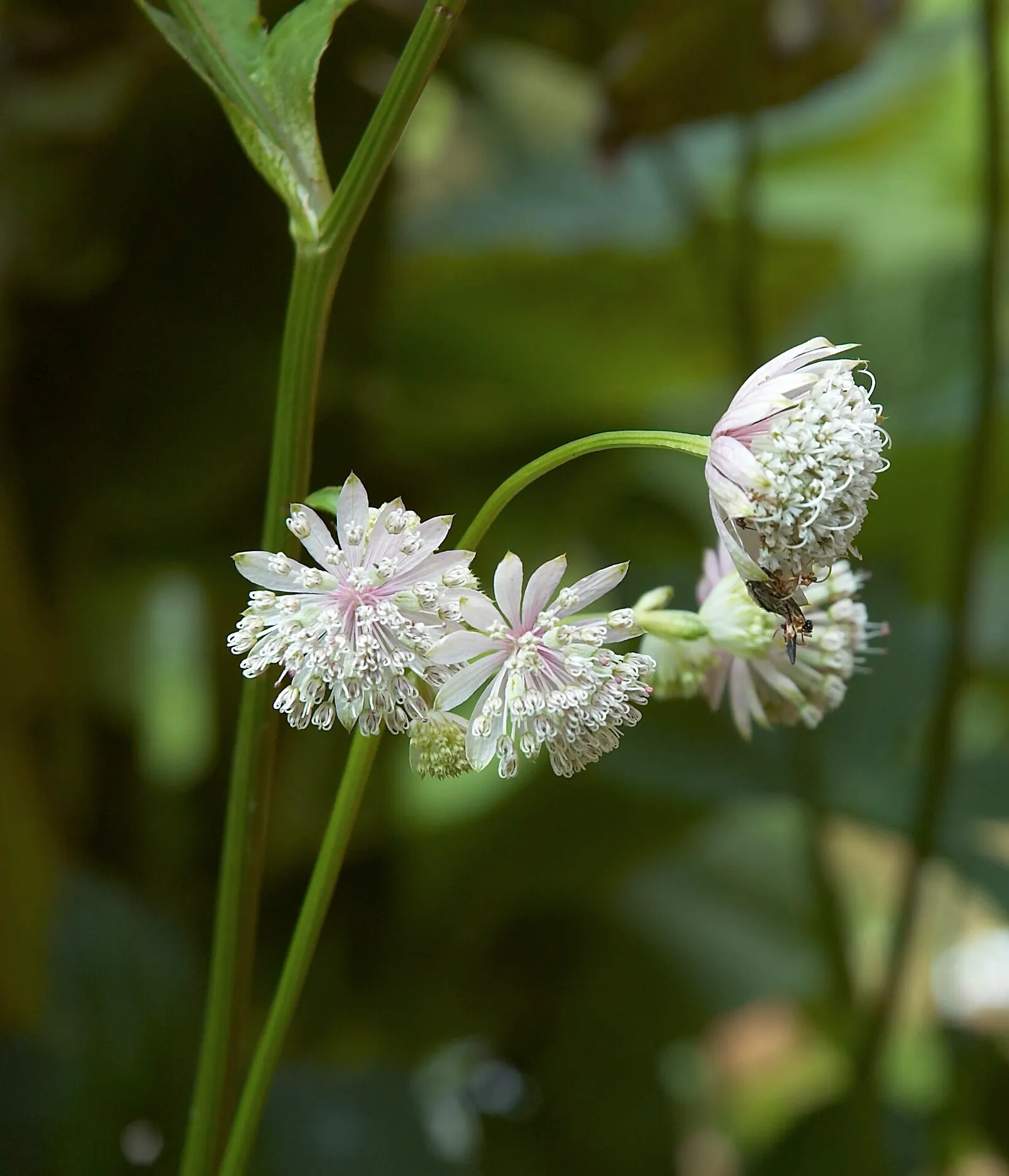Masterwort (Astrantia Major) — though it tolerates full sun in cooler climates provided the soil remains moist; but the true allure lies in its, image 106