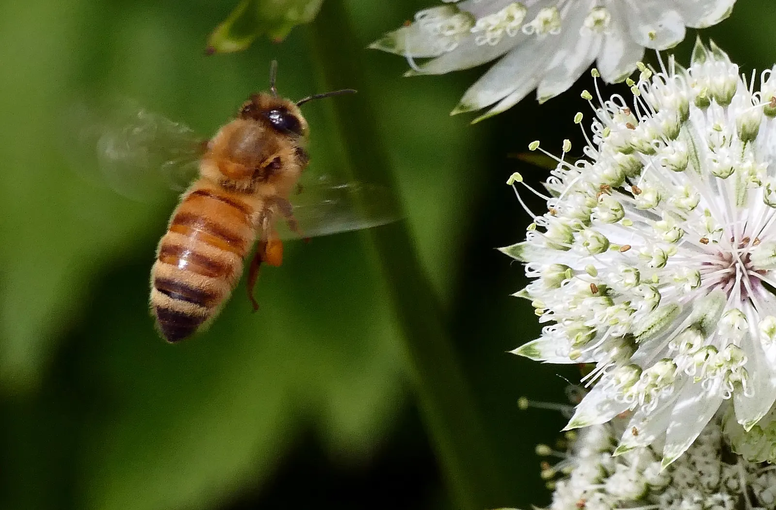 Masterwort (Astrantia Major) — These blooms are composed of tiny florets, image 102