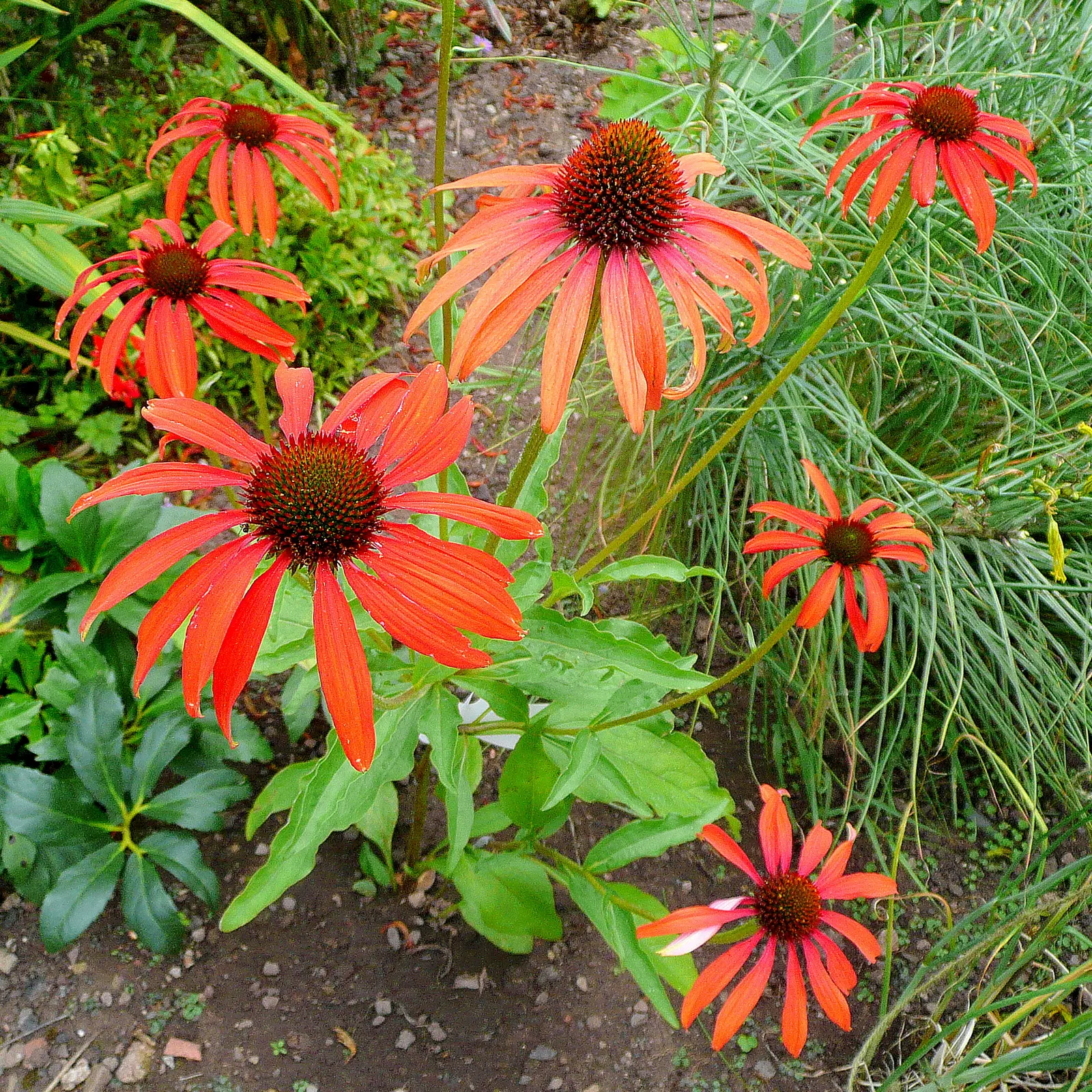 Tomato Soup Coneflower (Echinacea 'Tomato Soup') — It flourishes in full to partial sun and well-drained soil, hardy in zones 4-8