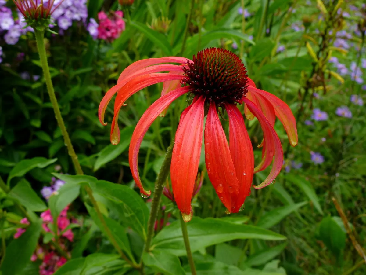 Tomato Soup Coneflower (Echinacea 'Tomato Soup') — The Echinacea 'Tomato Soup' Coneflower is a vibrant addition to any landscape design
