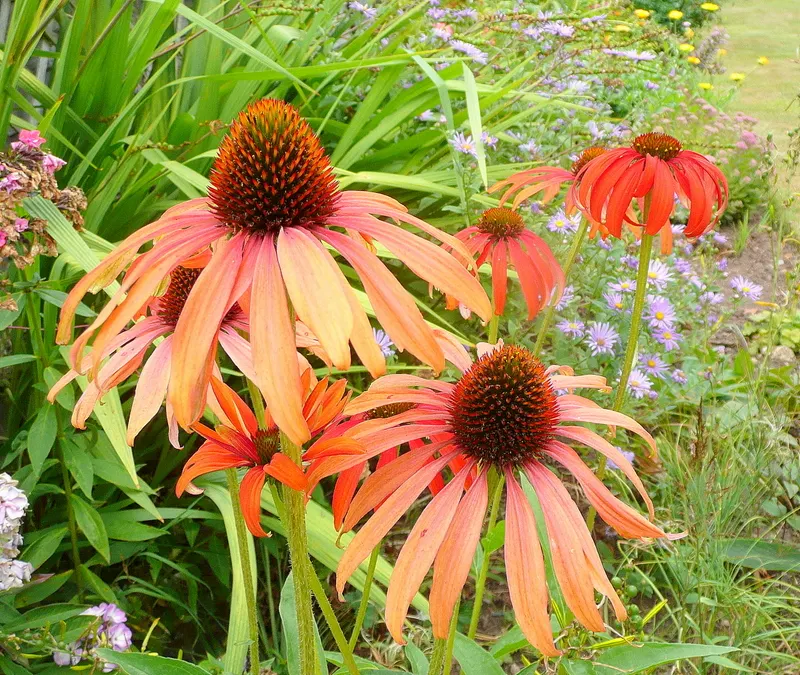 Tomato Soup Coneflower (Echinacea 'Tomato Soup') — Attracts pollinators while being deer resistant
