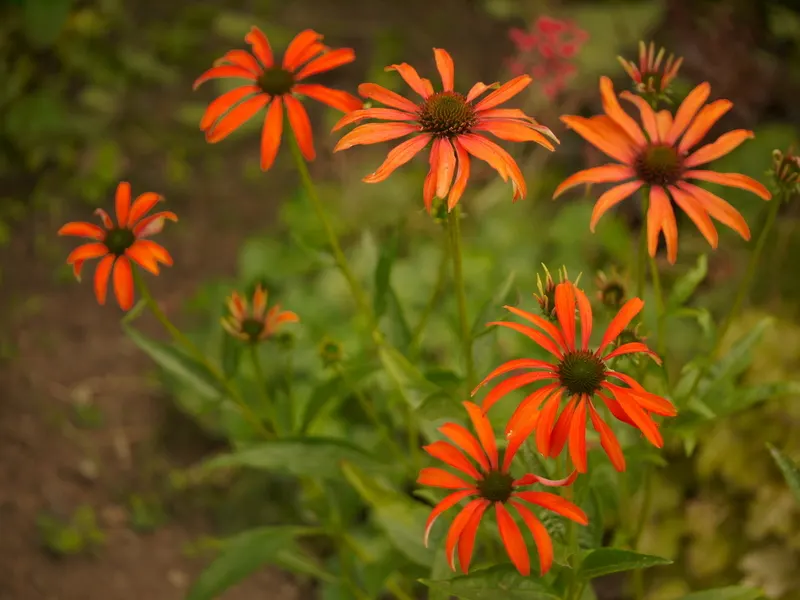 Tomato Soup Coneflower (Echinacea 'Tomato Soup') — This vibrant cultivar boasts large, 4.5-inch-wide tomato-red blooms with a conical, brown seed center