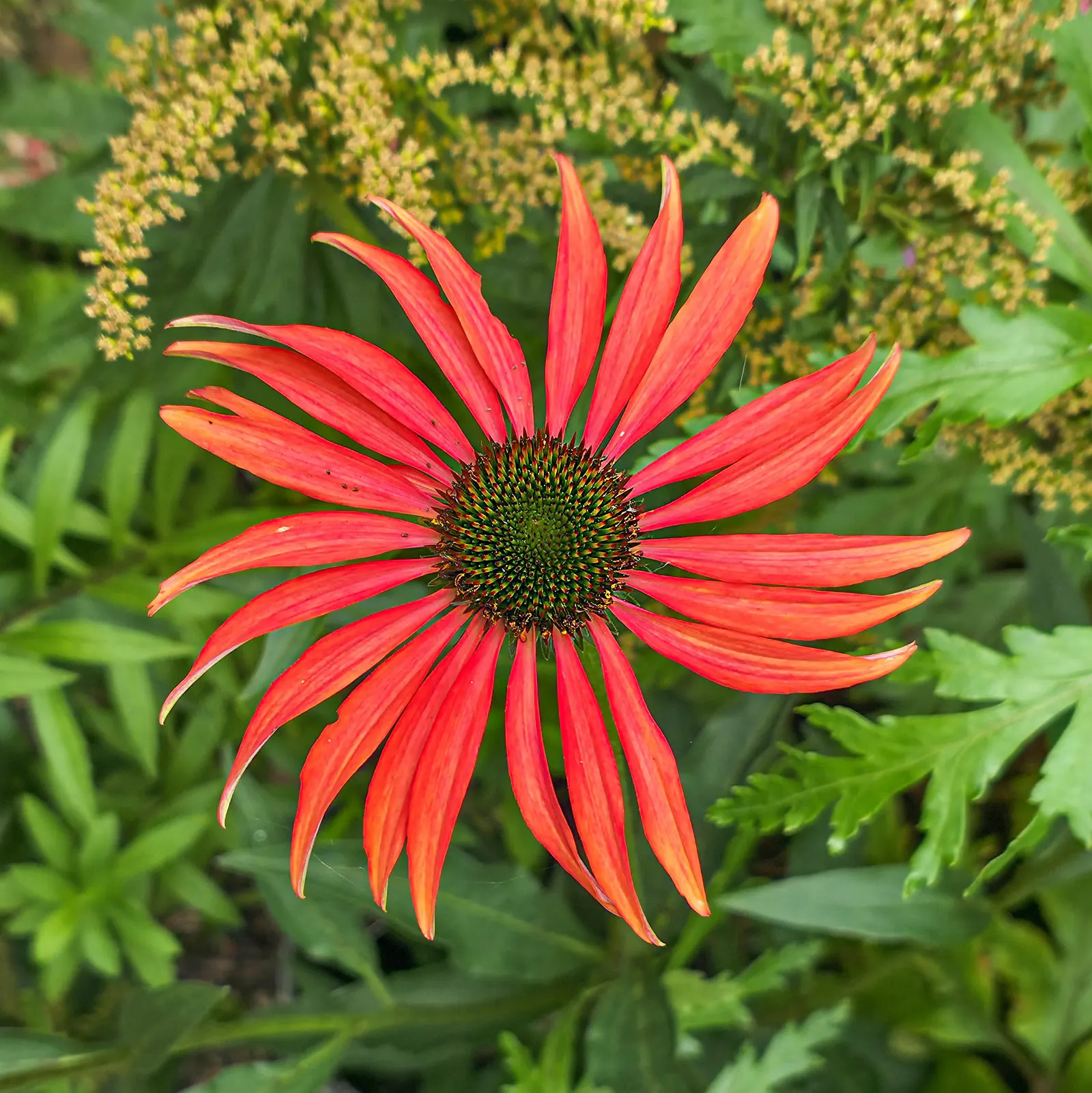Tomato Soup Coneflower (Echinacea 'Tomato Soup') — Provides bold color from midsummer to early fall, excellent for borders or mass plantings