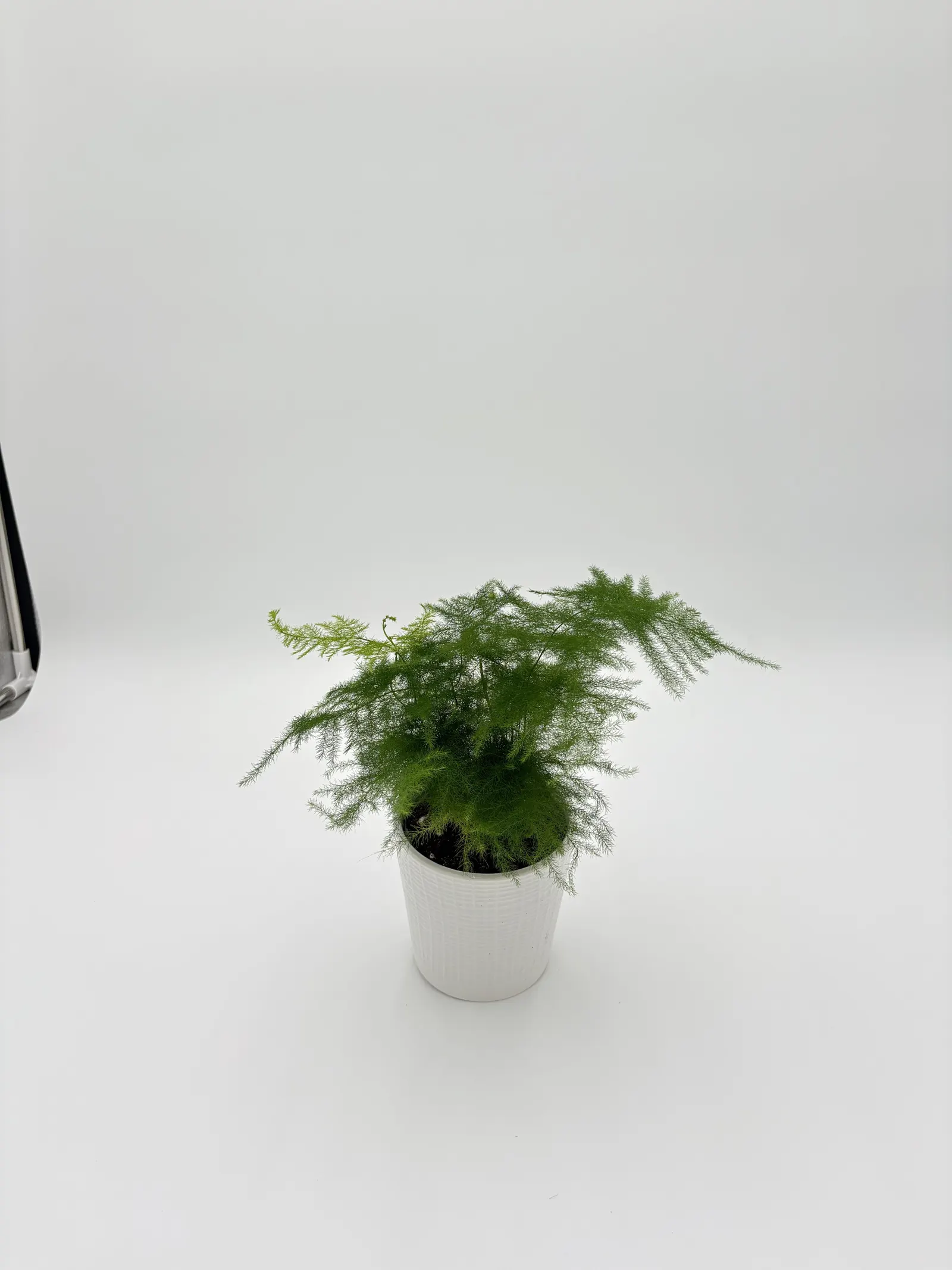 Ethereal Asparagus Fern (Asparagus x) — Proven Winners - Living Lace® Ethereal - Asparagus Fern - Asparagus x plant details, information and resources
