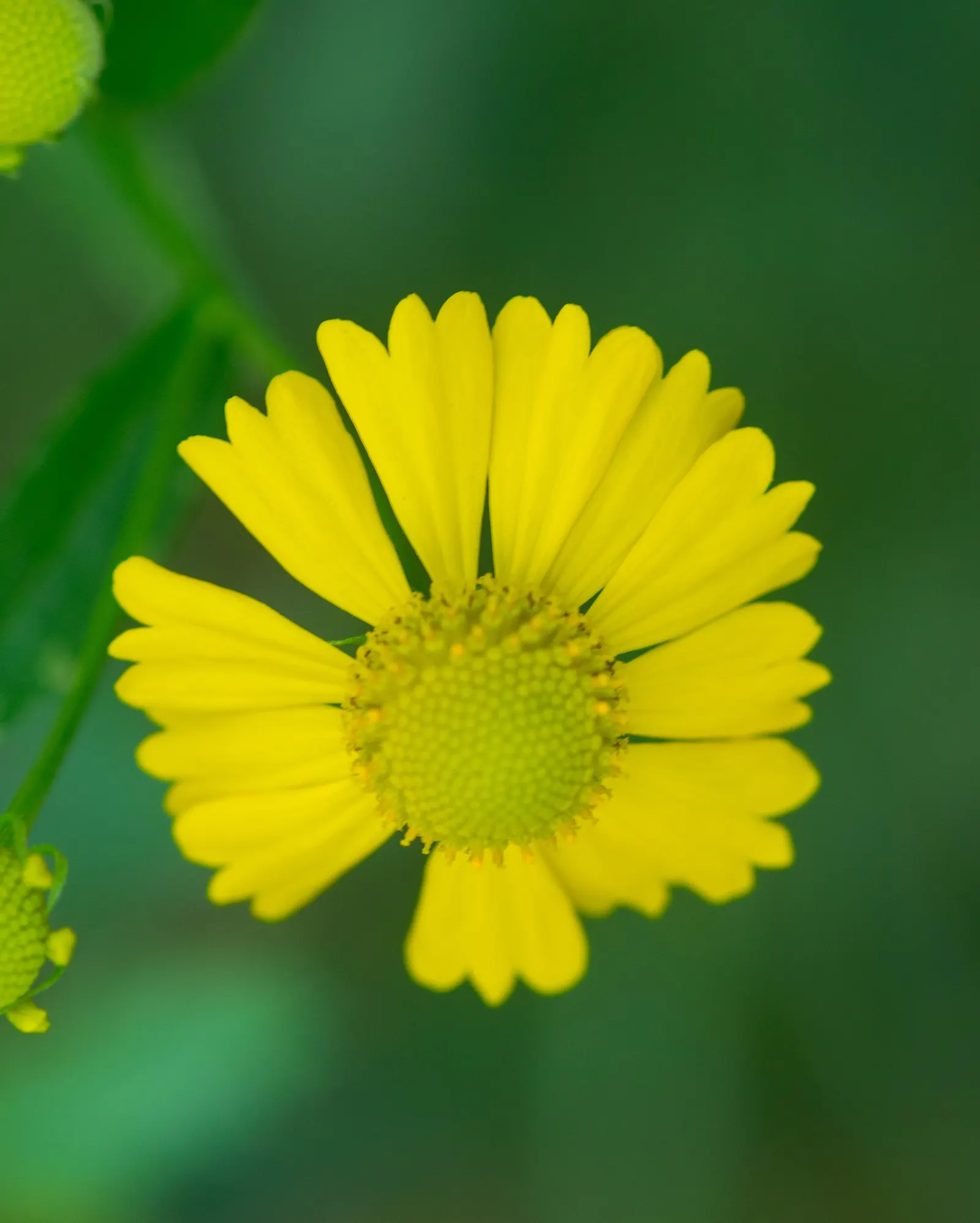 Sneezeweed (Helenium Autumnale) — perennial for full or half; to maintain its appearance and health, image 138