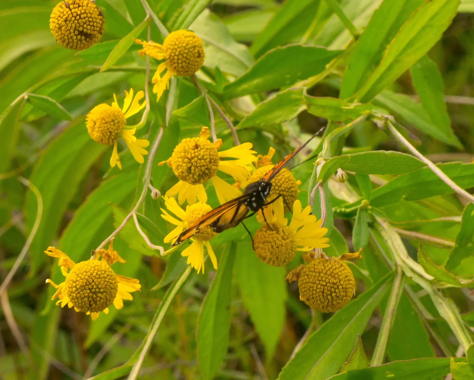 Sneezeweed (Helenium Autumnale) — This herbaceous perennial thrives in full sun, reaching 3-5 feet in height, with a 2-3 feet spread; the foliage provides a