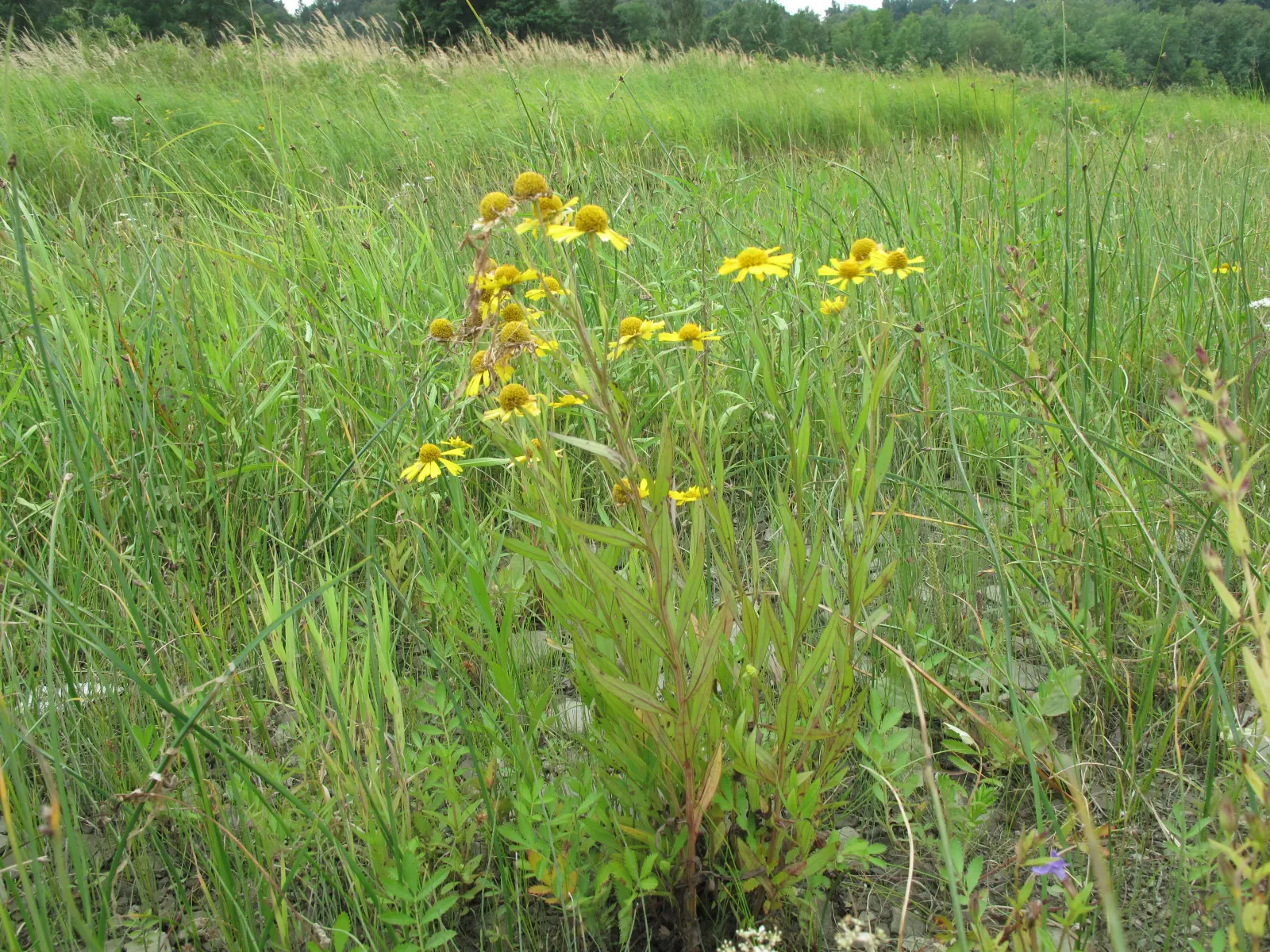 Sneezeweed (Helenium Autumnale) — This North American native typically grows between 2 to 5 feet tall and can spread to a width of 1 to 2 feet; the, image 55